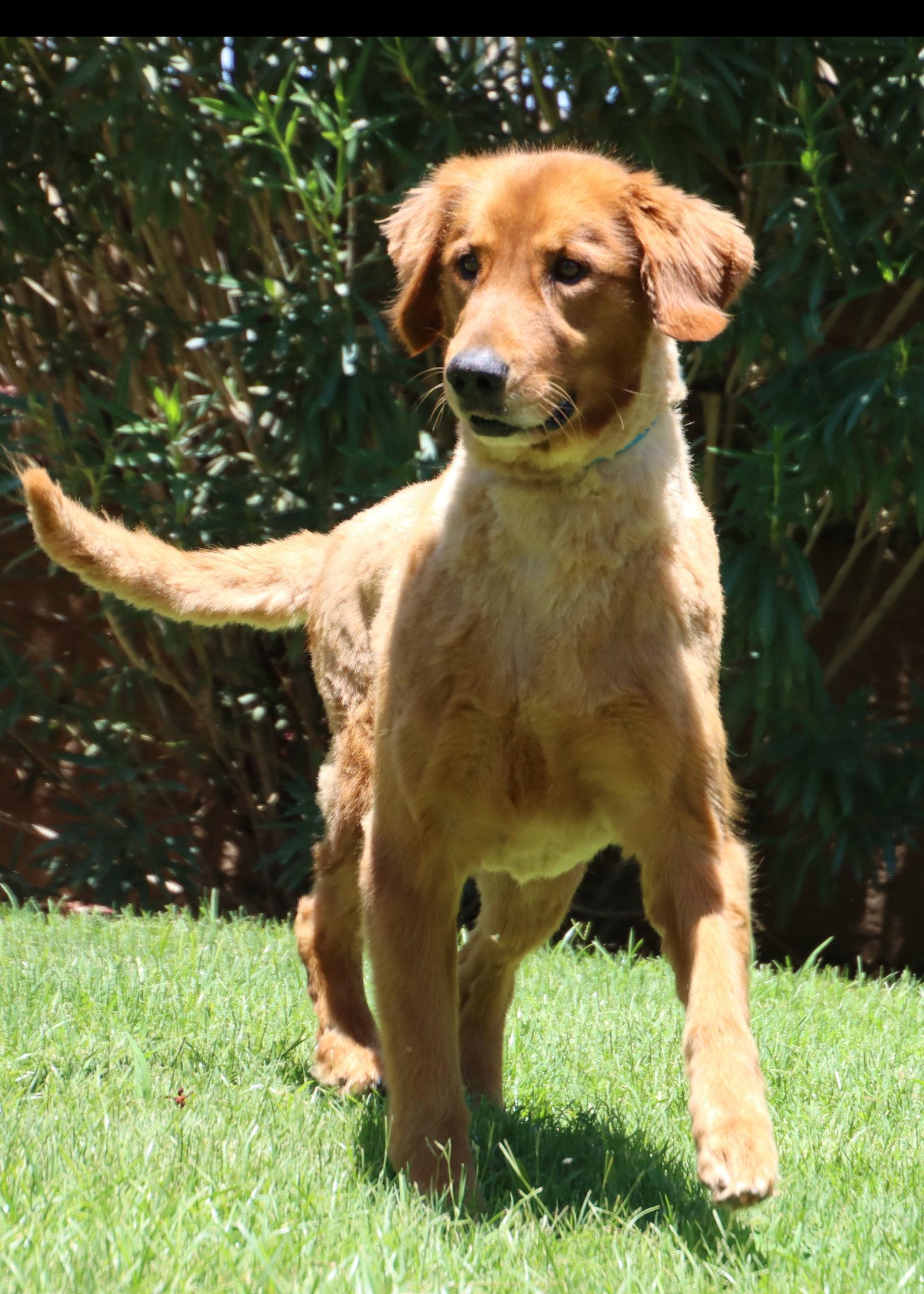 Poe, a Adoptable Golden Retriever in Glendale, AZ image 2/3