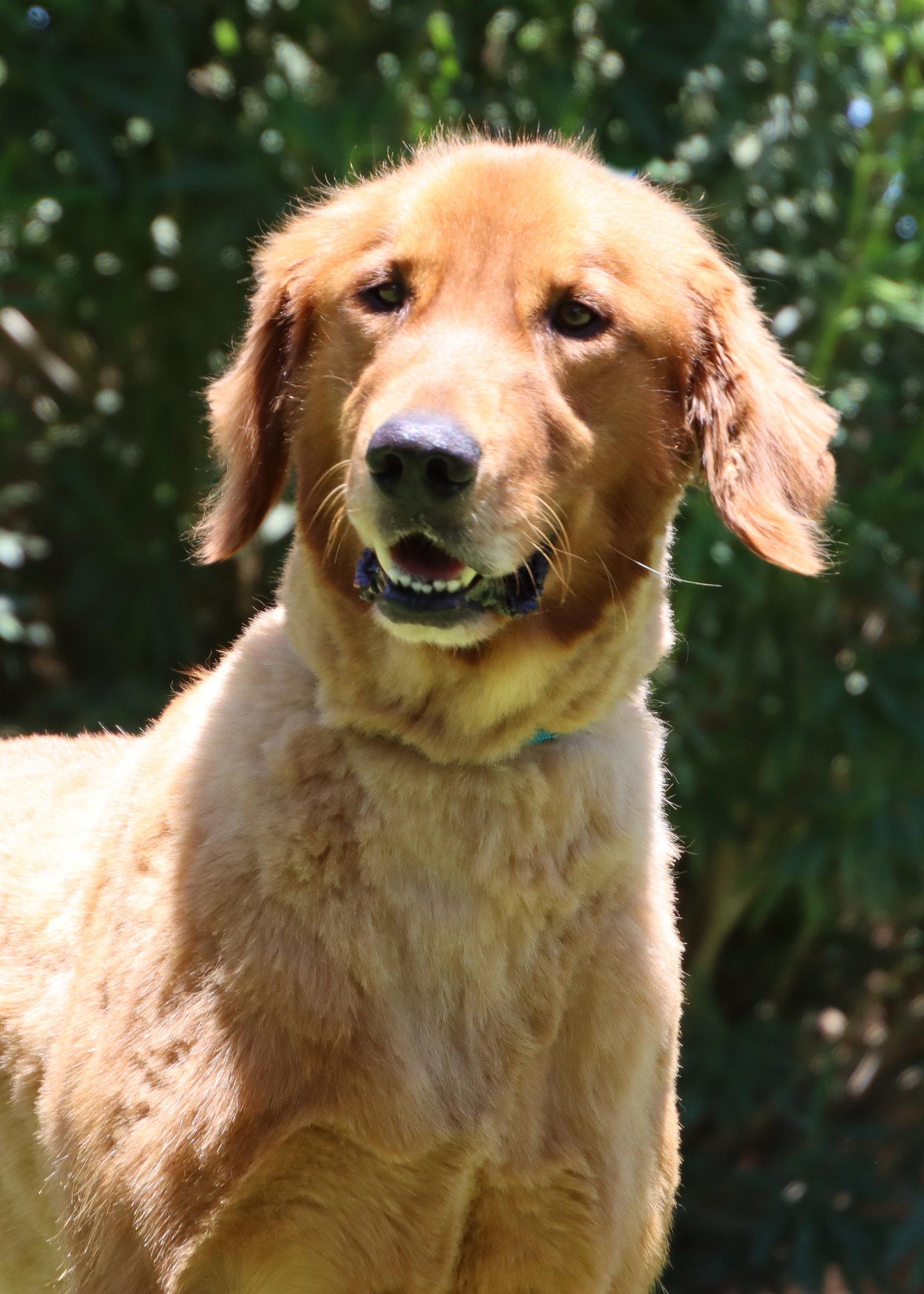Poe, a Adoptable Golden Retriever in Glendale, AZ image 3/3