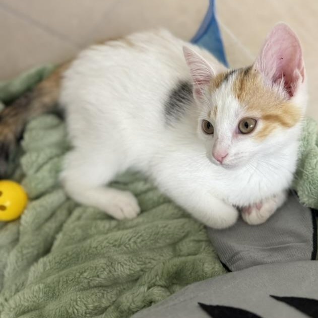Lola Bunny, Baby Female unknown