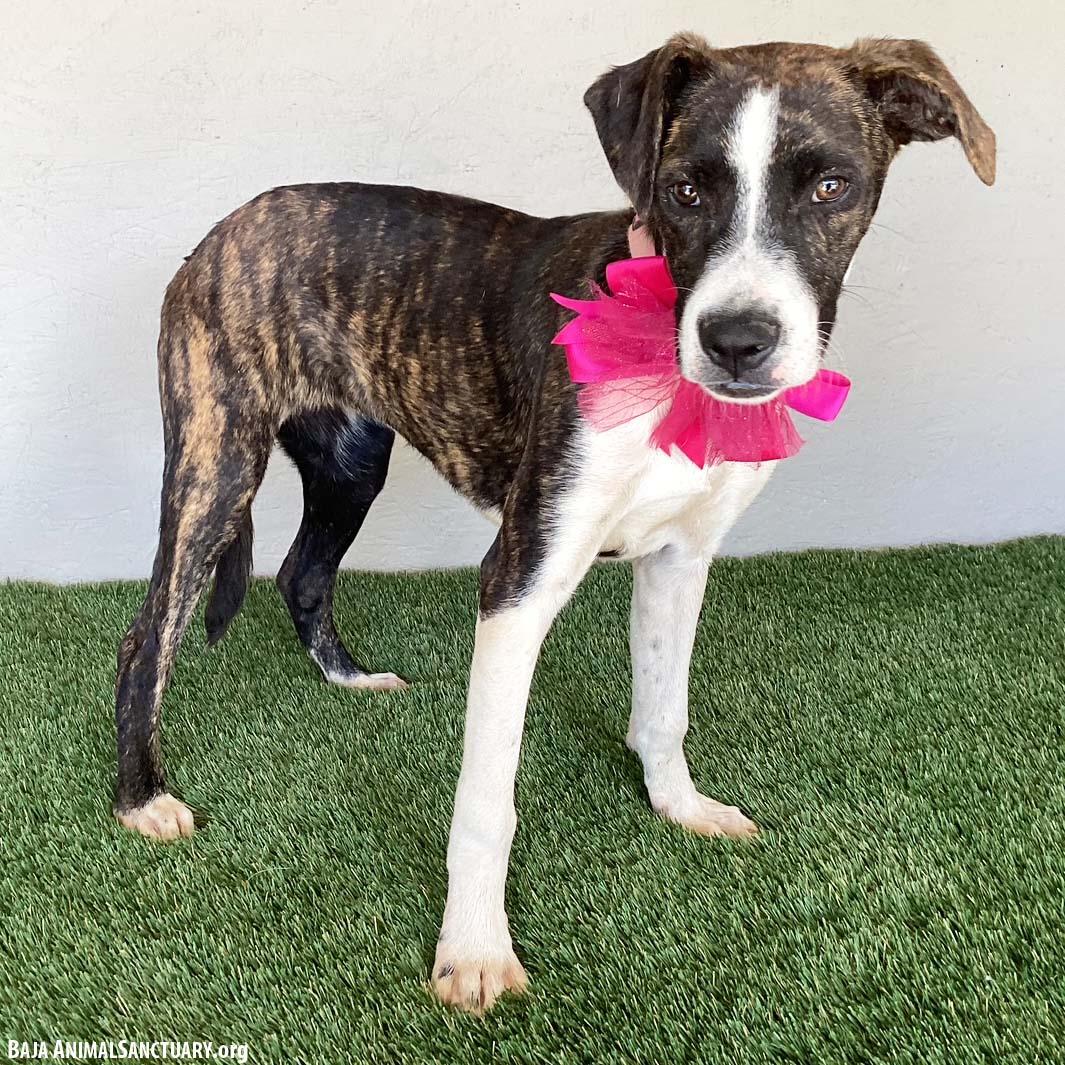 Enlarge Regina, a Adopted mixed breed in San Diego, CA image 2/3