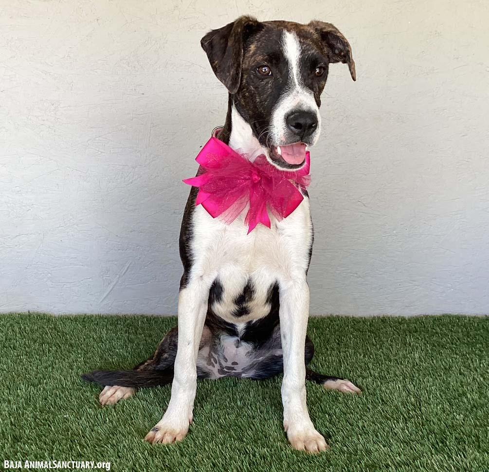 Enlarge Regina, a Adopted mixed breed in San Diego, CA image 3/3