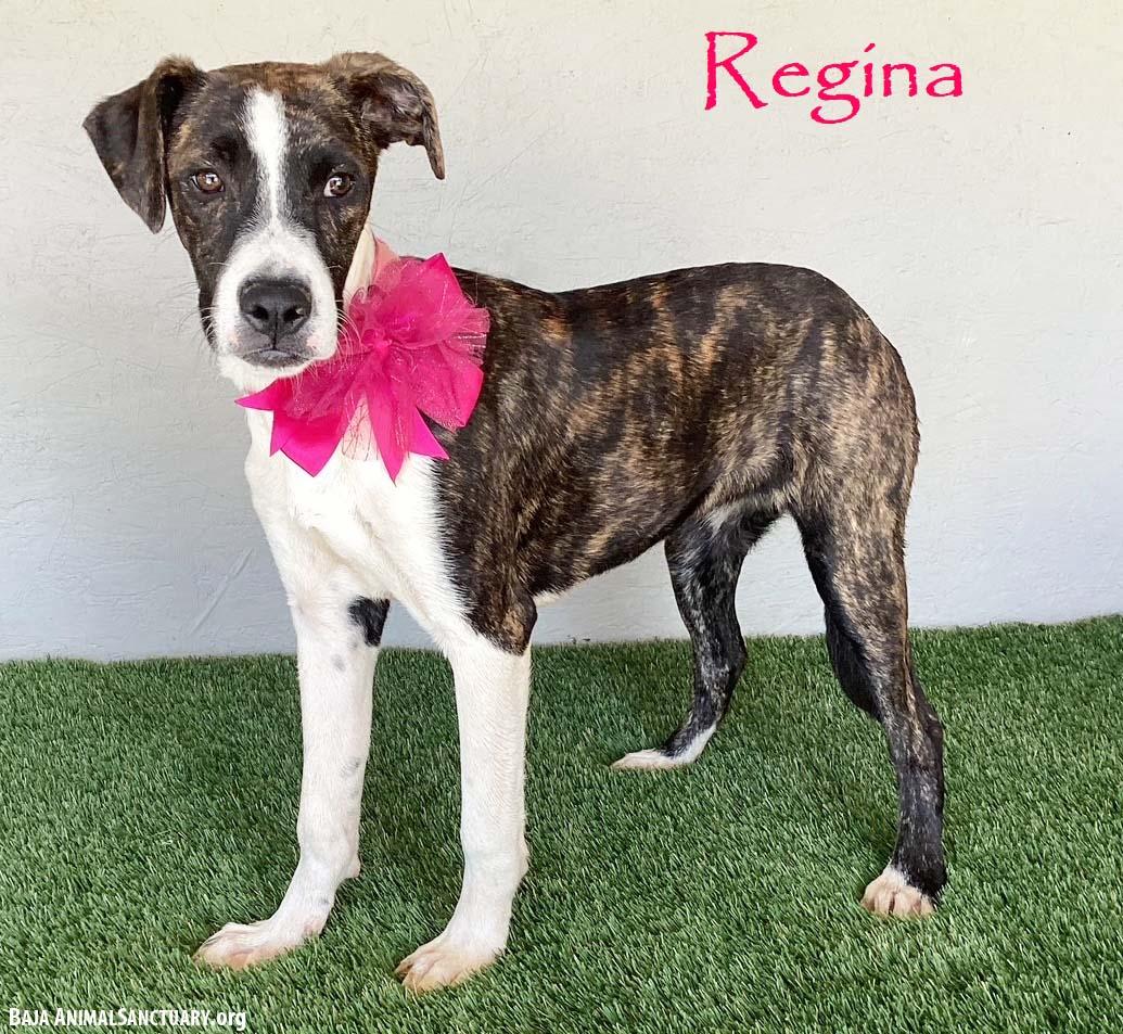 Enlarge Regina, a Adopted mixed breed in San Diego, CA image 1/3