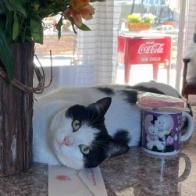 Bandit, a Adoptable Domestic Short Hair in Los Angeles, CA image 1/4