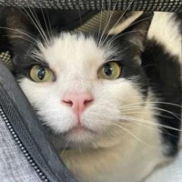 Bandit, a Adoptable Domestic Short Hair in Los Angeles, CA image 2/4
