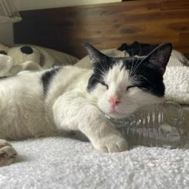 Bandit, a Adoptable Domestic Short Hair in Los Angeles, CA image 3/4