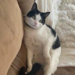 Bandit, a Adoptable Domestic Short Hair in Los Angeles, CA image 4/4