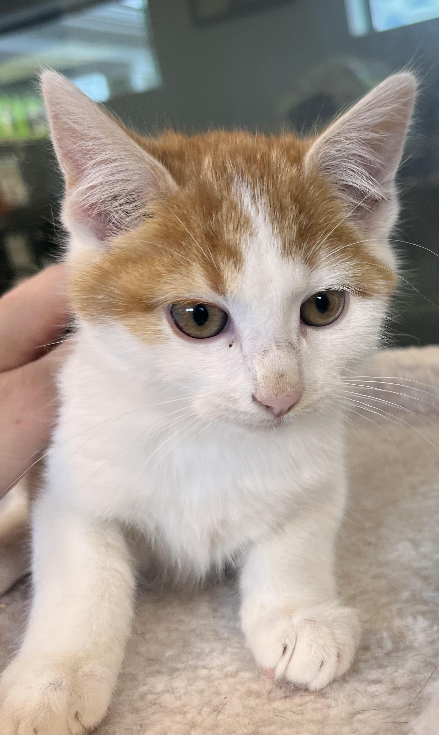 Twitter, a Adoptable Domestic Short Hair in Liberty, MO image 1/2