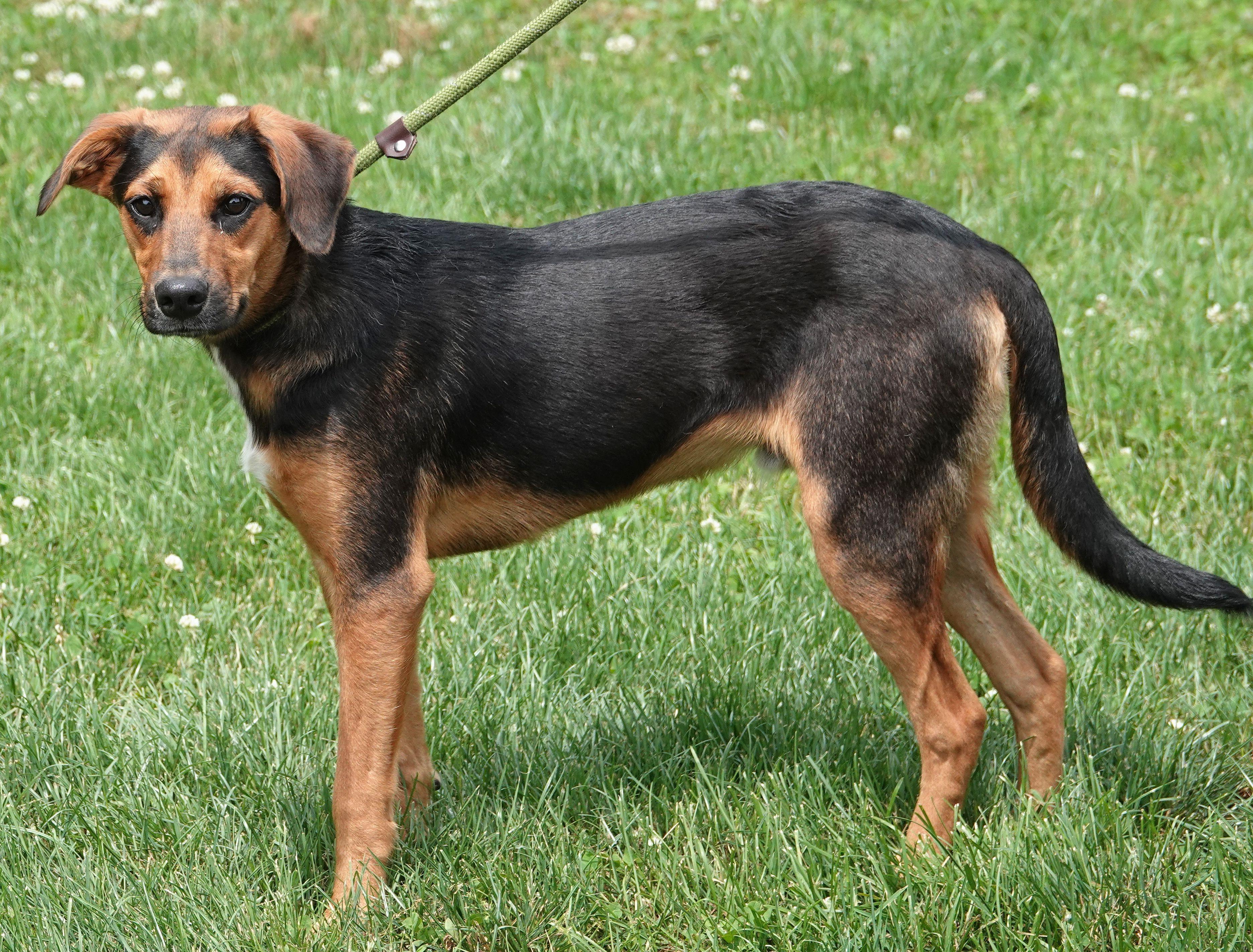 Dew - NEW INFO, a ADOPTABLE mixed breed in Millfield, OH image 4/5