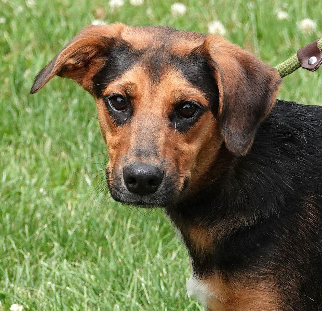 Dew - NEW INFO, ADOPTABLE, Young Male Hound.