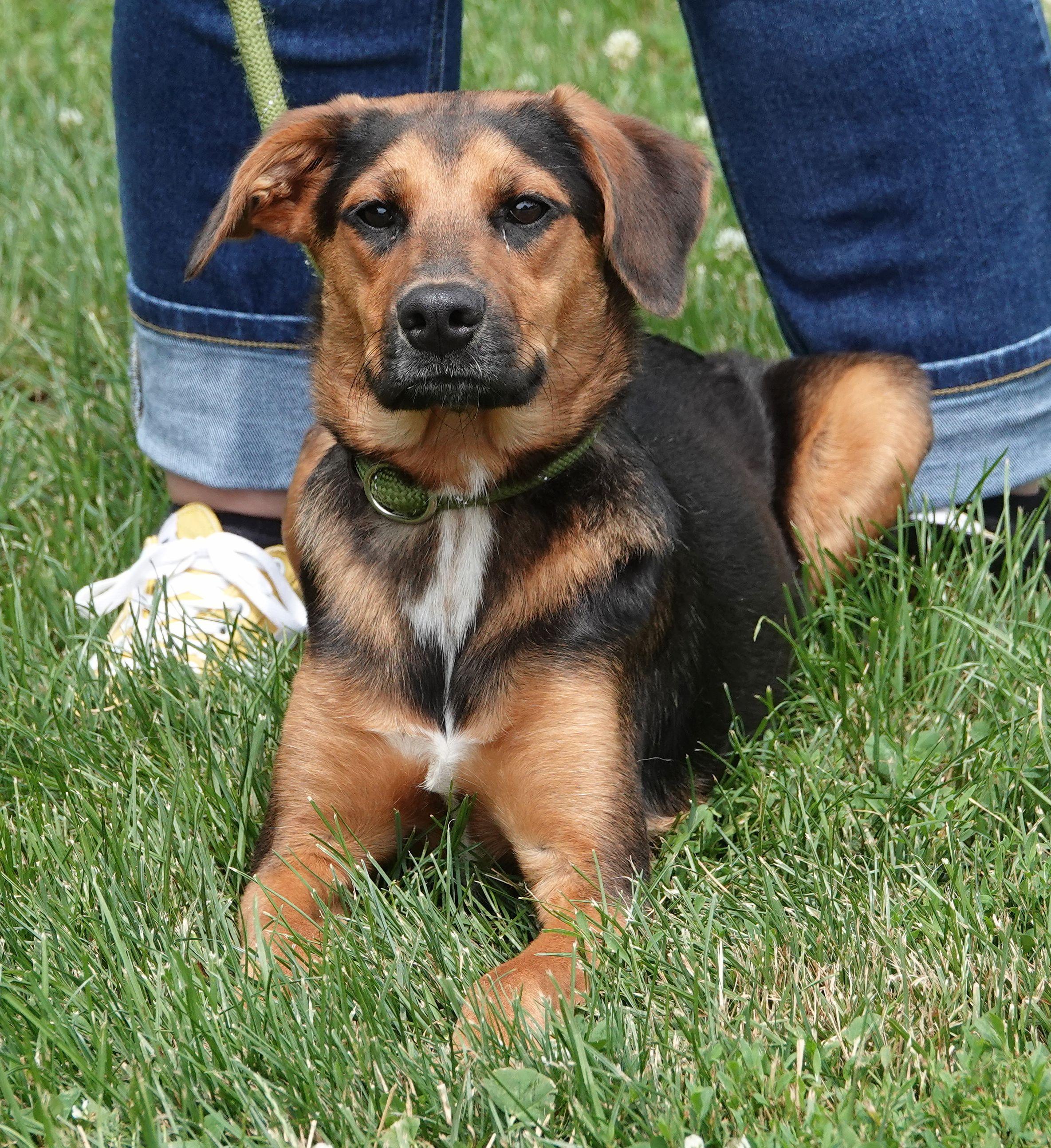 Dew - NEW INFO, a ADOPTABLE mixed breed in Millfield, OH image 3/5