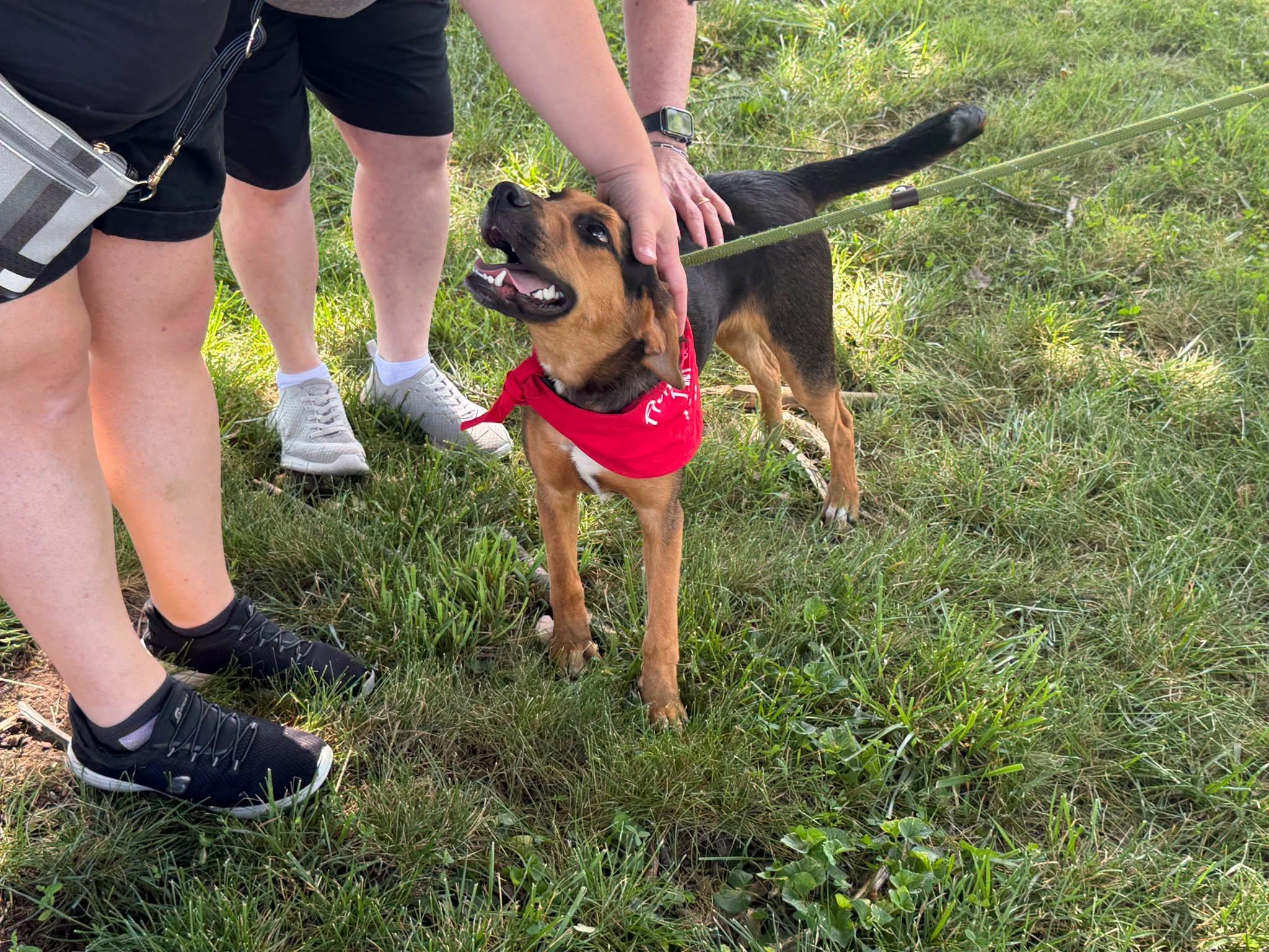 Dew - NEW INFO, a ADOPTABLE mixed breed in Millfield, OH image 5/5