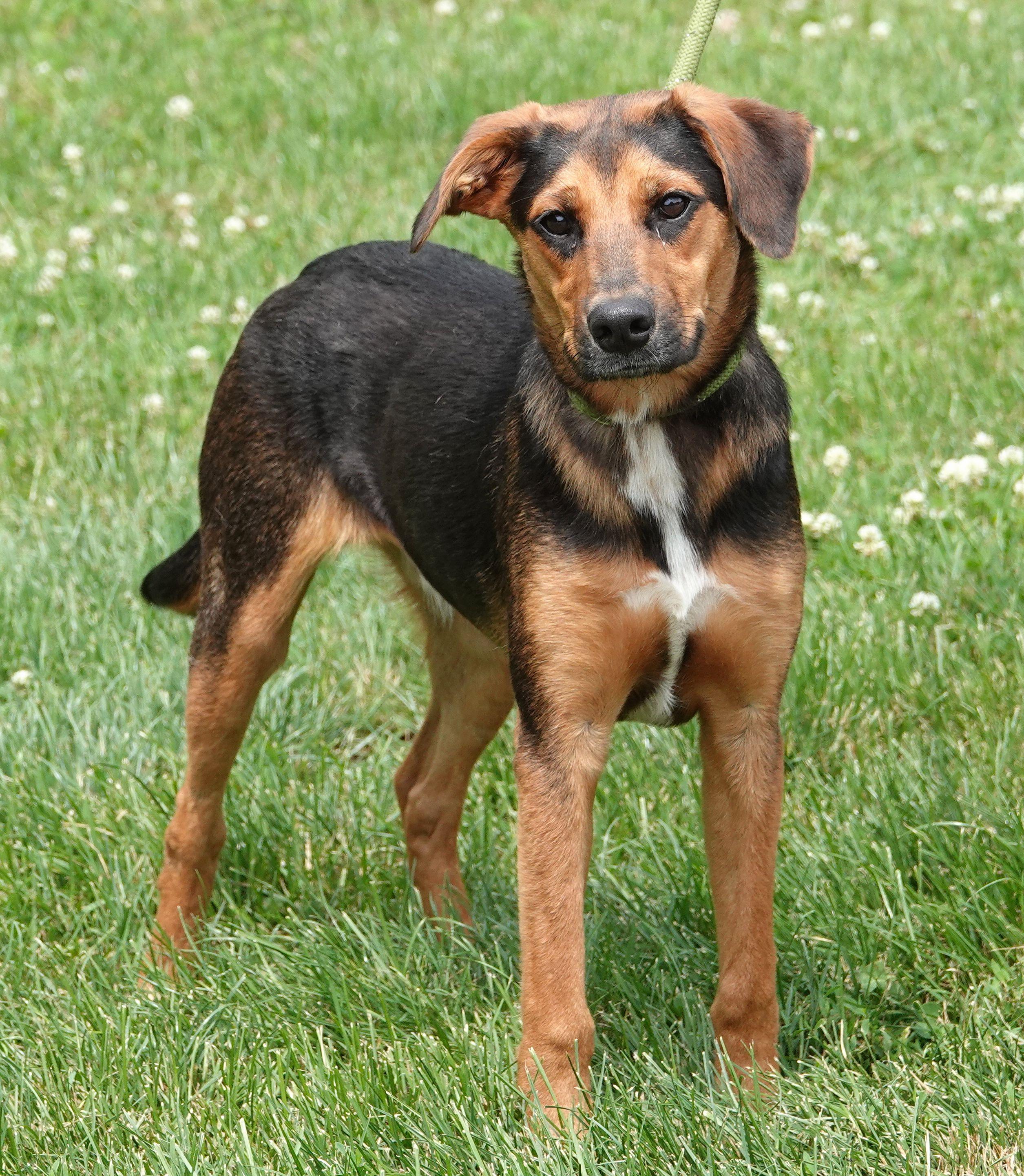 Dew - NEW INFO, a ADOPTABLE mixed breed in Millfield, OH image 2/5