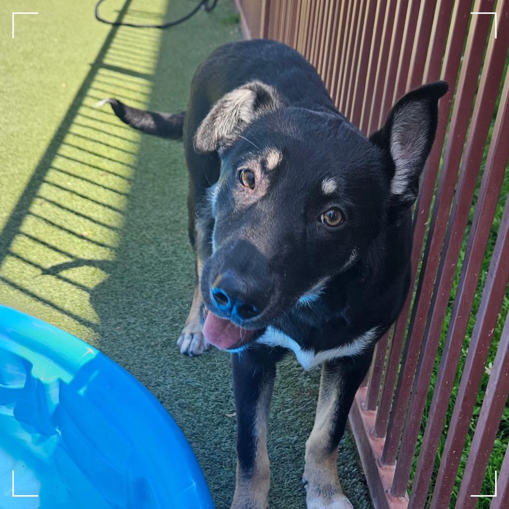 Enlarge OPAL, a Adoptable mixed breed in Upland, CA image 1/6