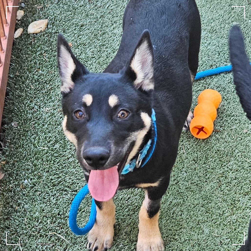 Enlarge OPAL, a Adoptable mixed breed in Upland, CA image 3/6