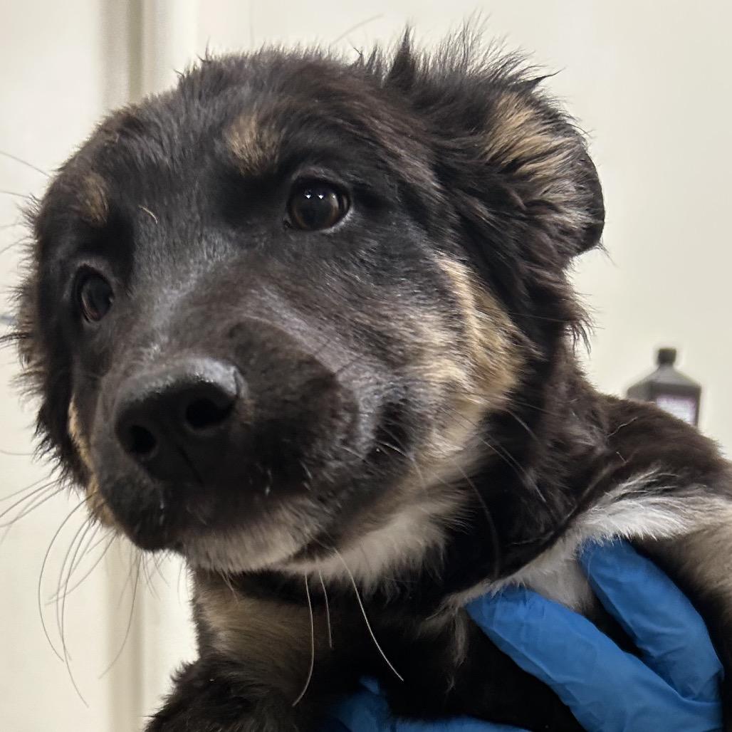 Enlarge OPAL, a Adoptable mixed breed in Upland, CA image 4/6