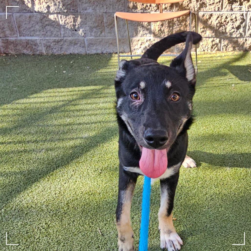 Enlarge OPAL, a Adoptable mixed breed in Upland, CA image 5/6