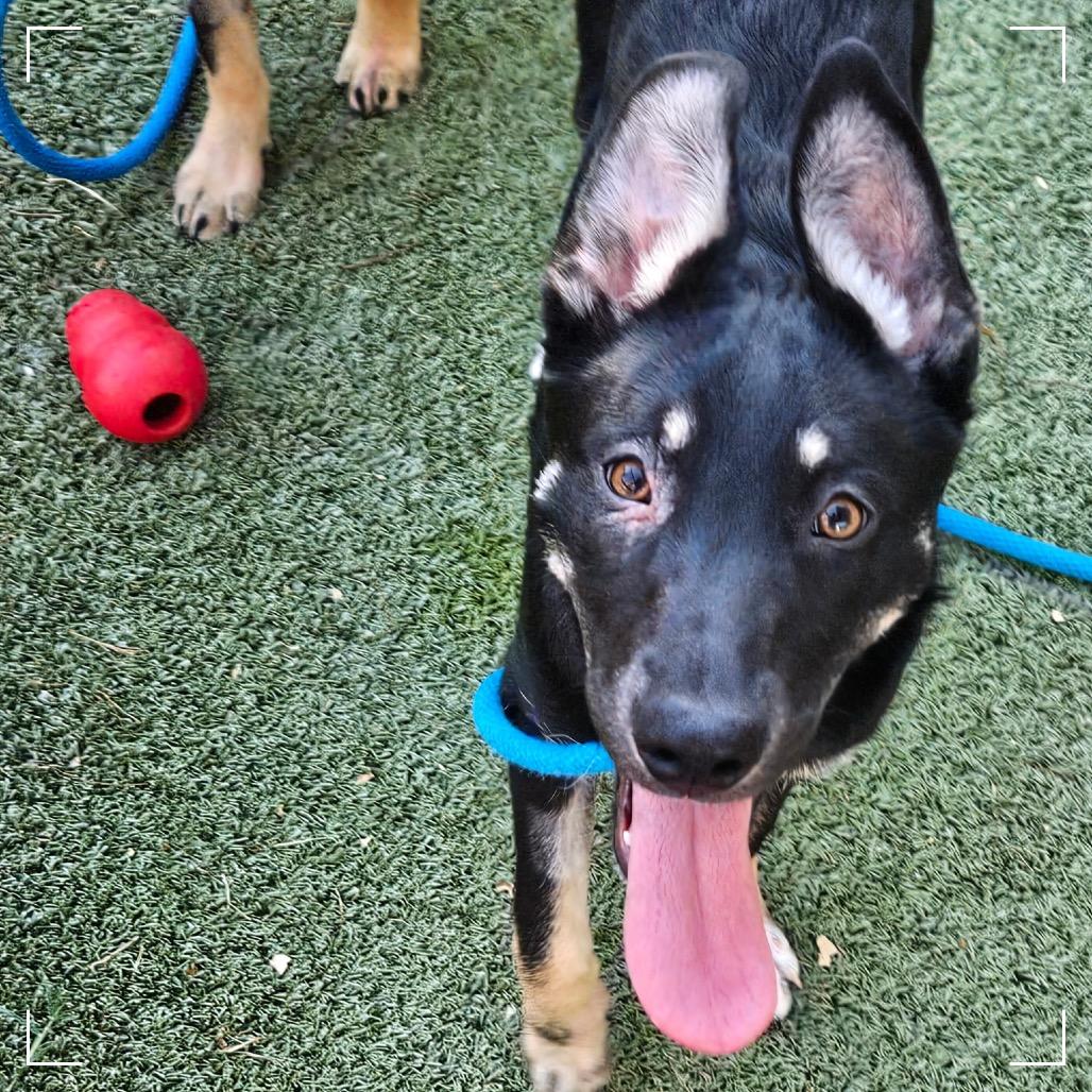 Enlarge OPAL, a Adoptable mixed breed in Upland, CA image 6/6