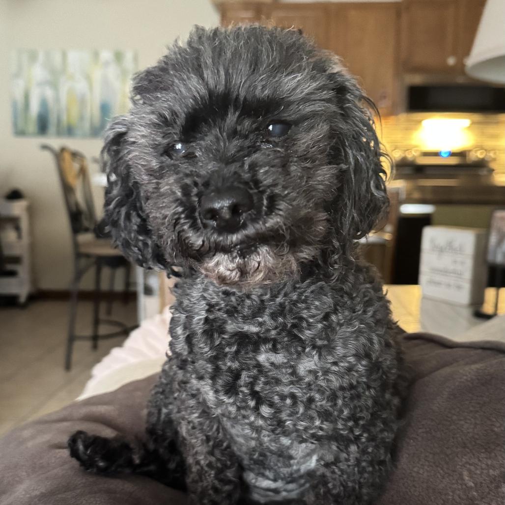 Enlarge Romina, a Adoptable Poodle (Toy) in Bristol, IN image 1/2