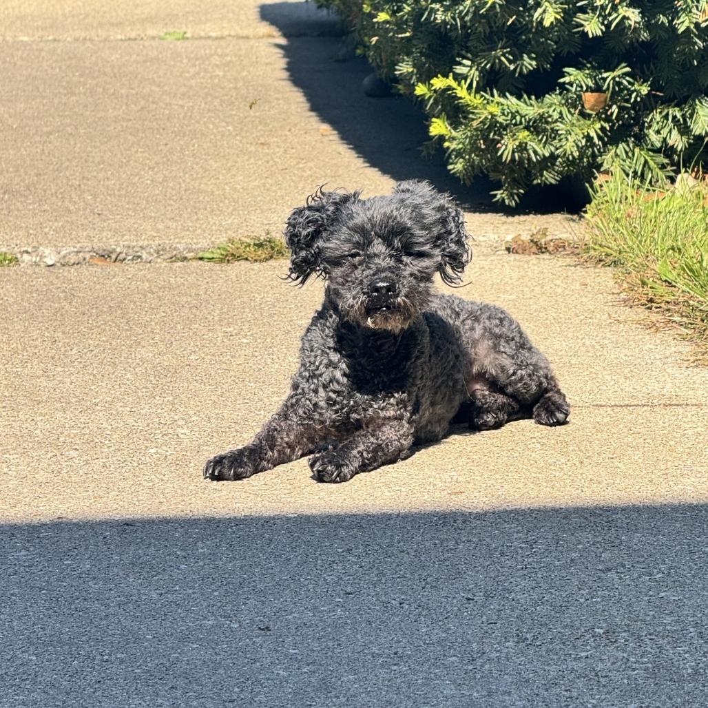 Enlarge Romina, a Adoptable Poodle (Toy) in Bristol, IN image 2/2