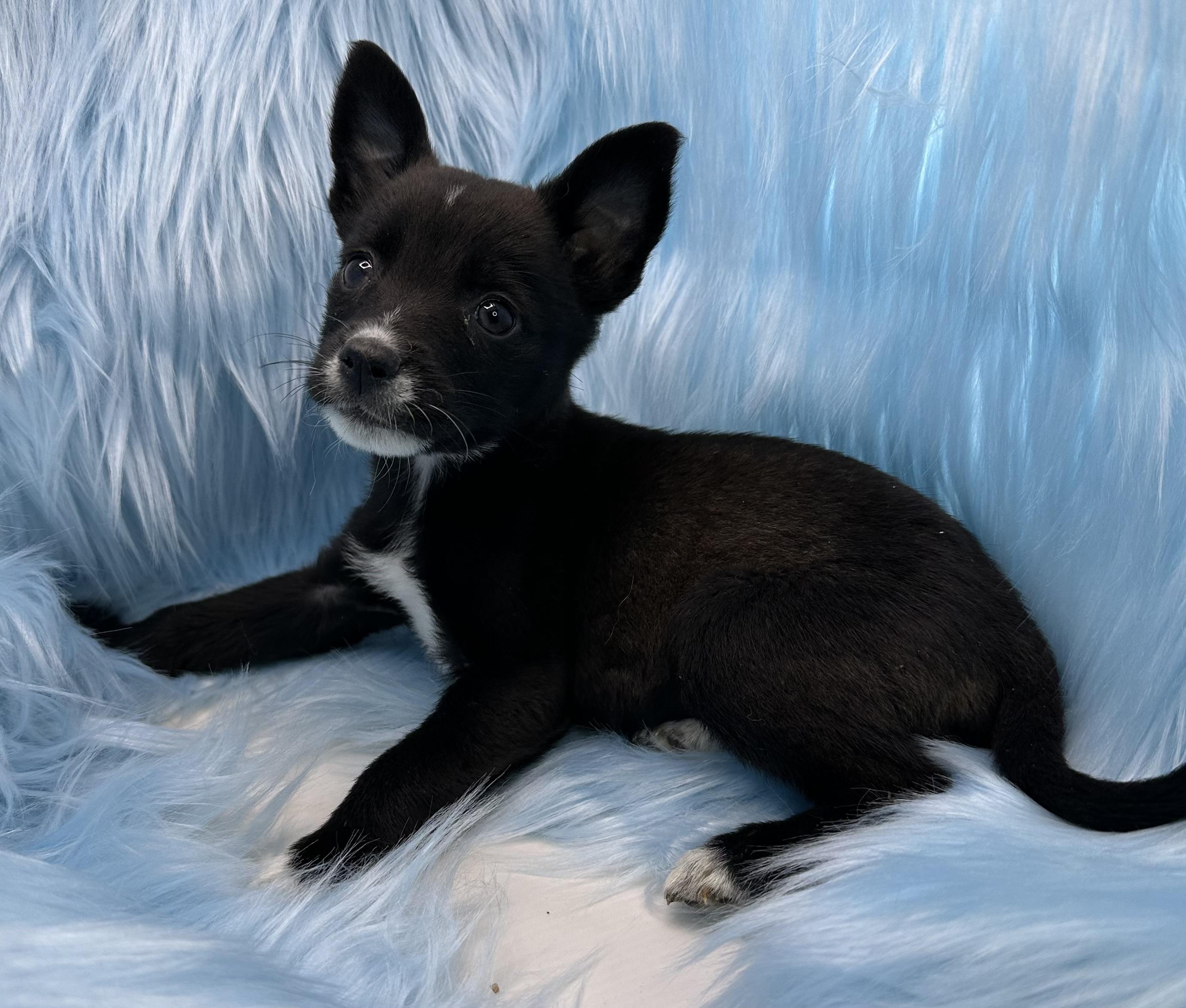 Enlarge Equisio, a Adoptable mixed breed in San Diego, CA image 1/1