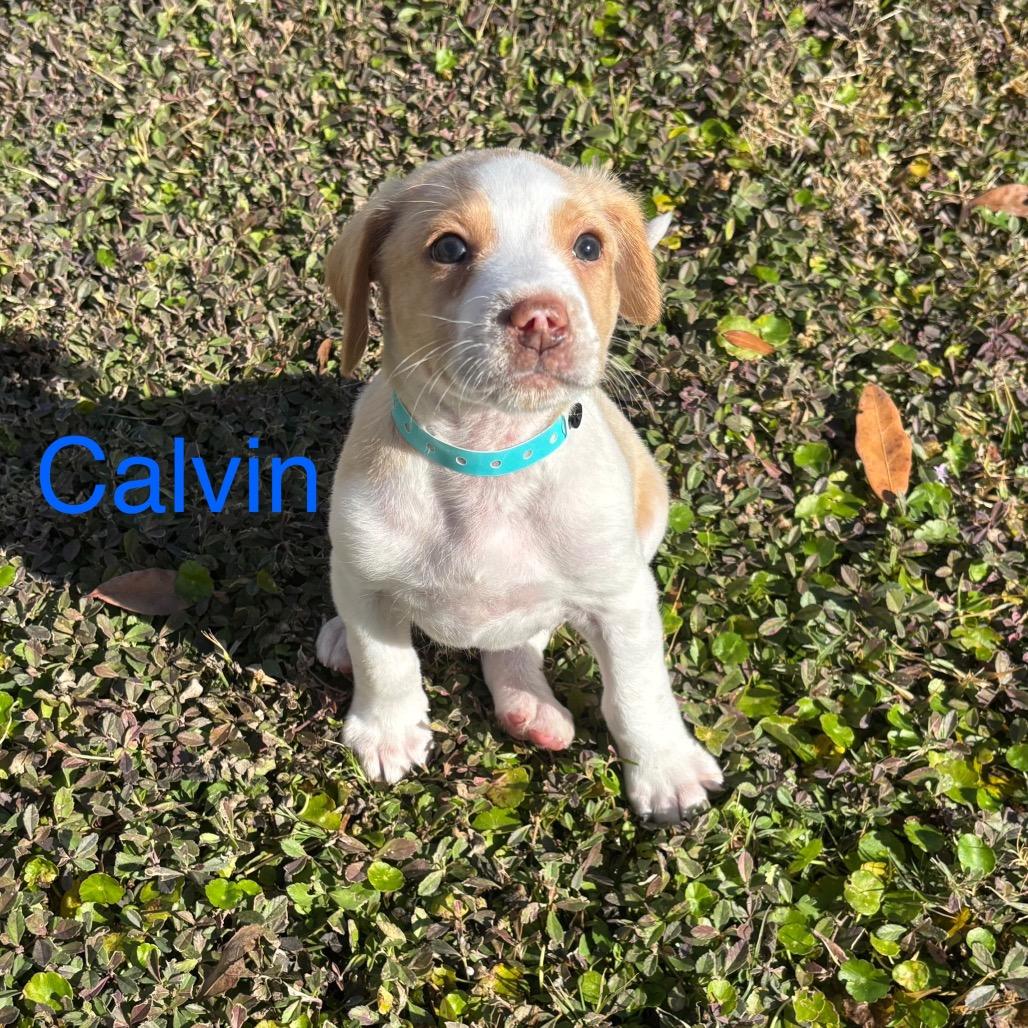 CALVIN, a Adoptable Treeing Walker Coonhound in Wellington, FL image 1/4