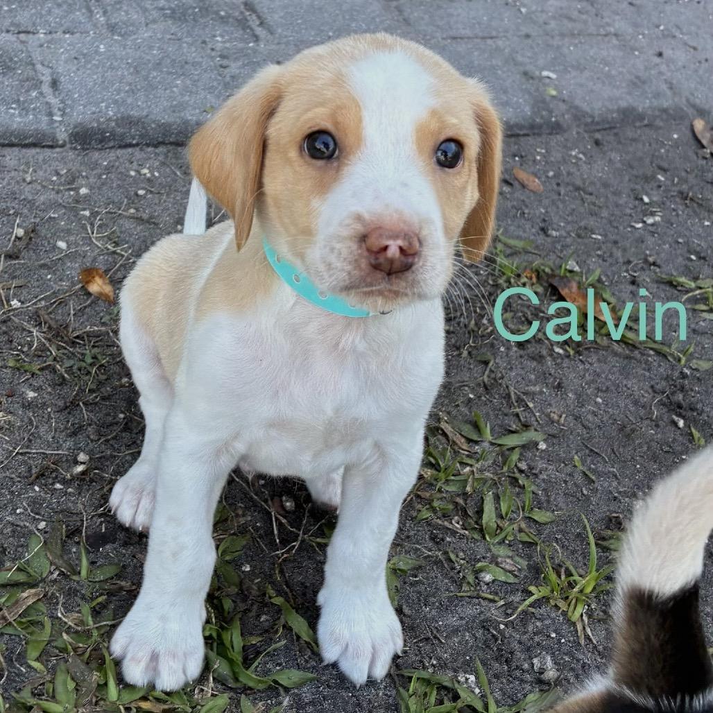 CALVIN, a Adoptable Treeing Walker Coonhound in Wellington, FL image 2/4