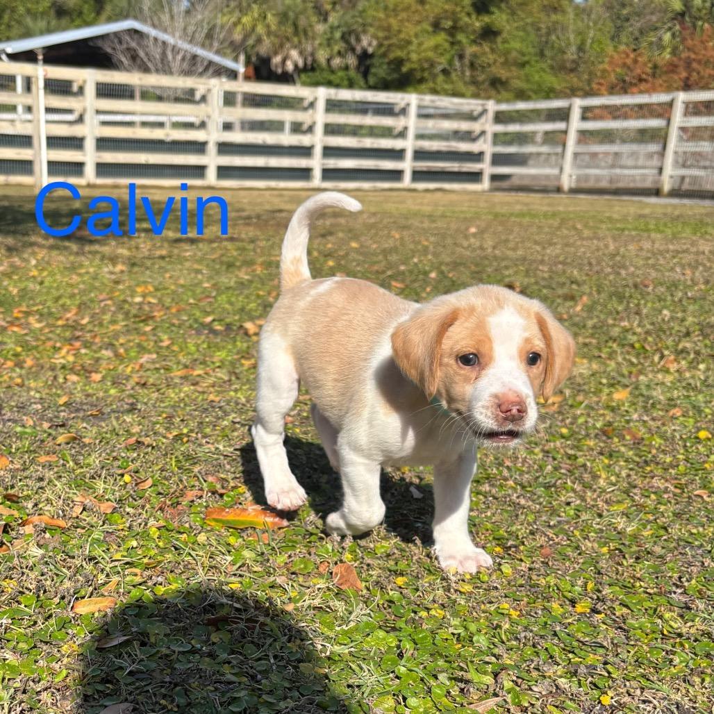 CALVIN, a Adoptable Treeing Walker Coonhound in Wellington, FL image 3/4