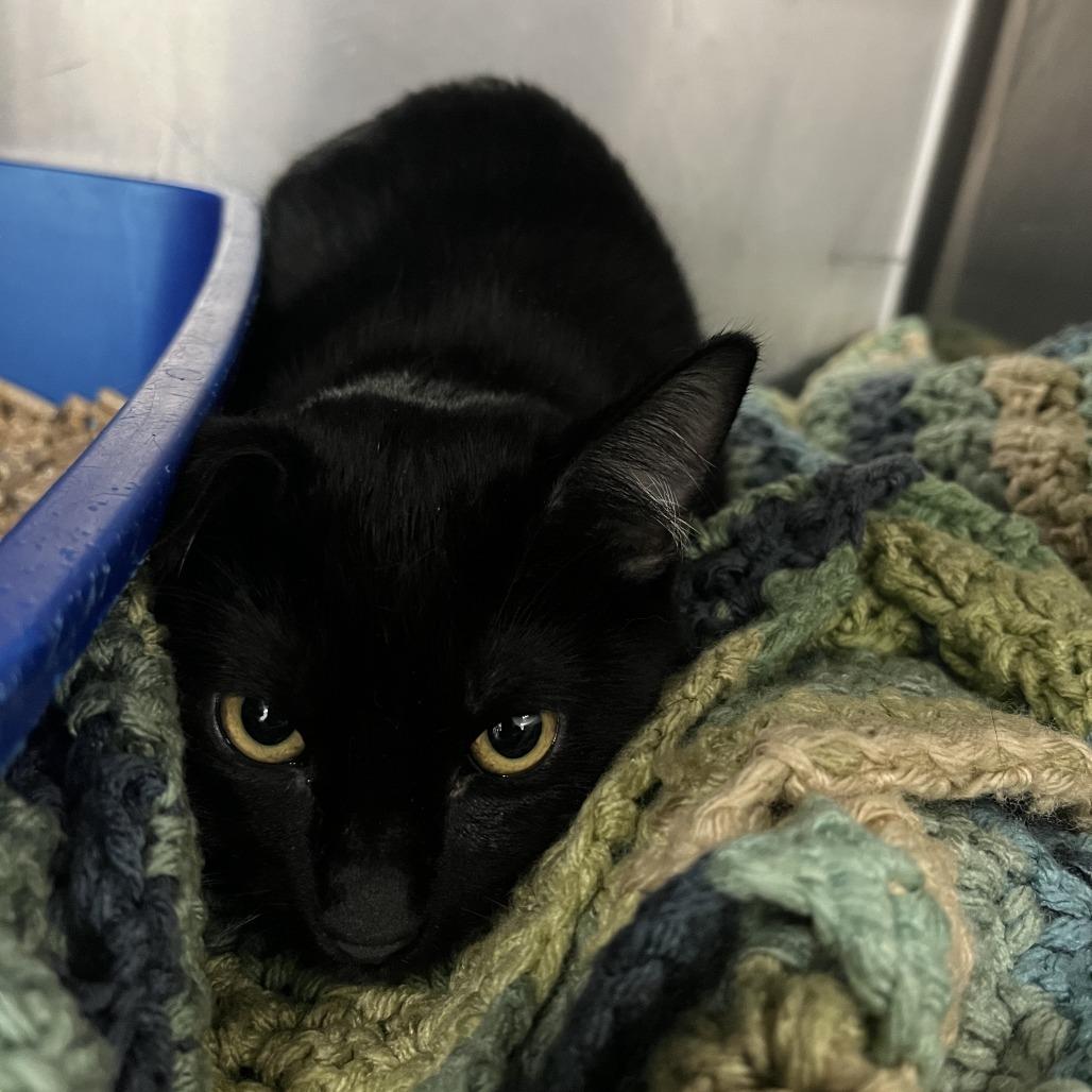 Enlarge Teeny, a Adoptable Domestic Short Hair in Idaho Falls, ID image 1/1