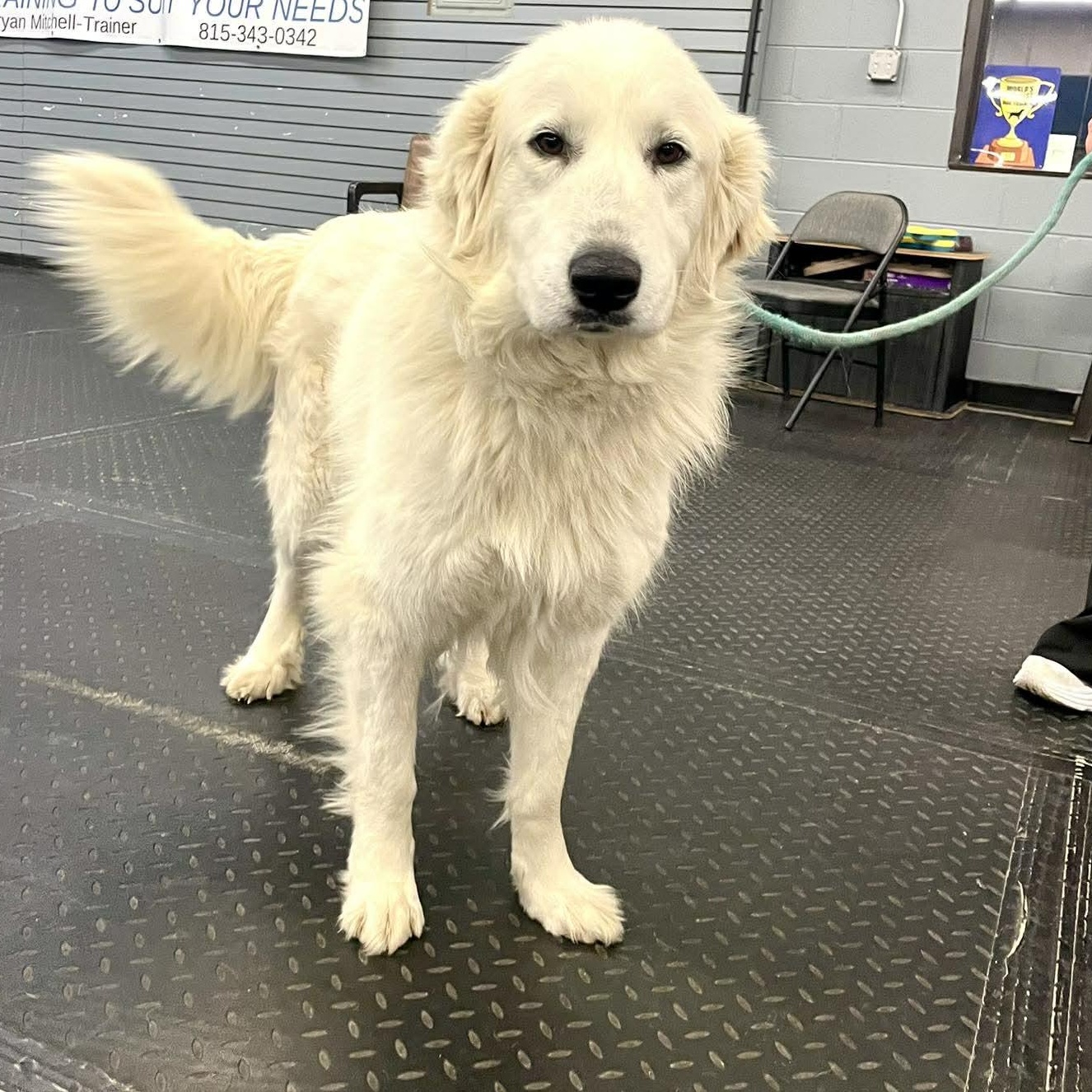 Blizzard , an adopted mixed breed in Plainfield, IL image 1/3