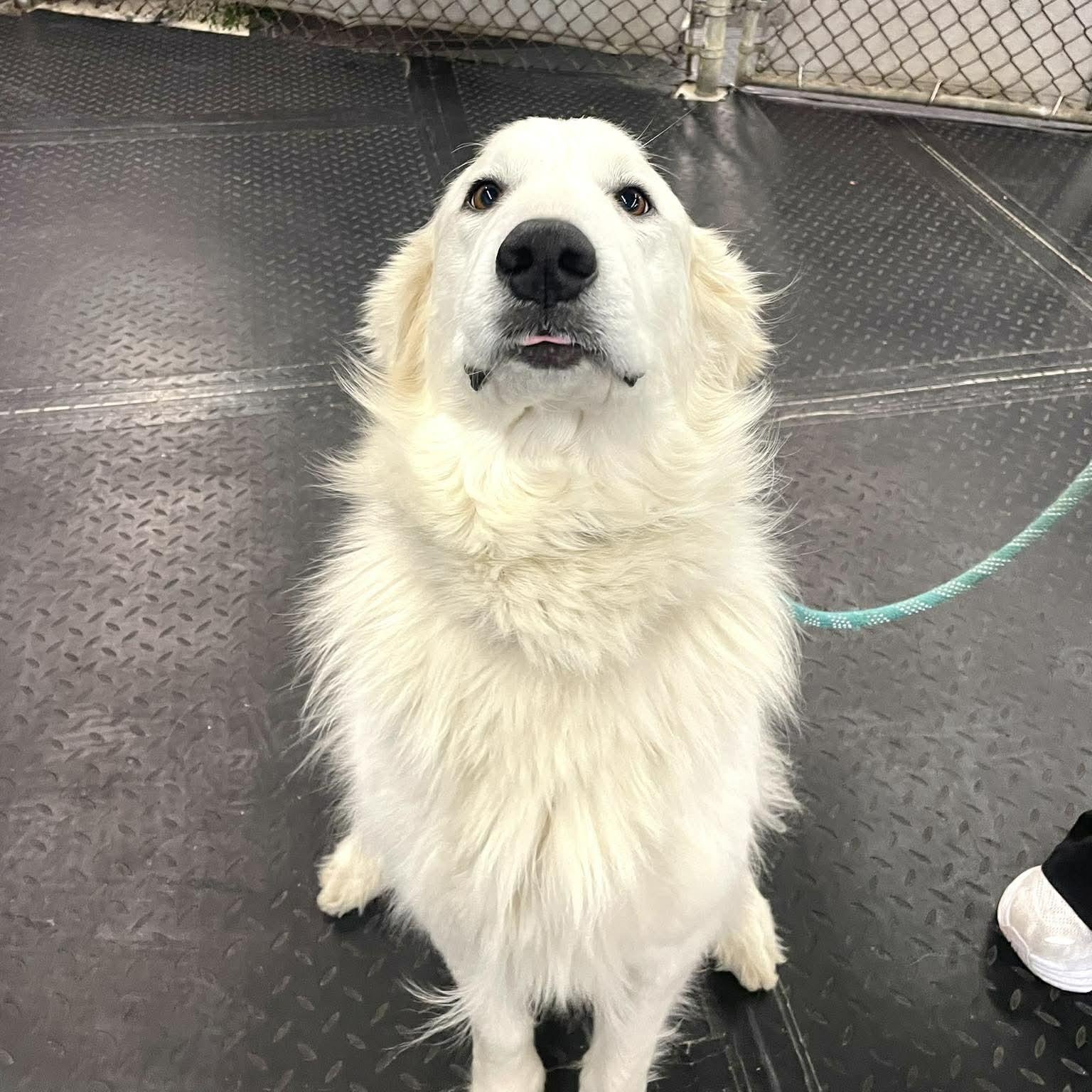 Blizzard , an adopted mixed breed in Plainfield, IL image 2/3