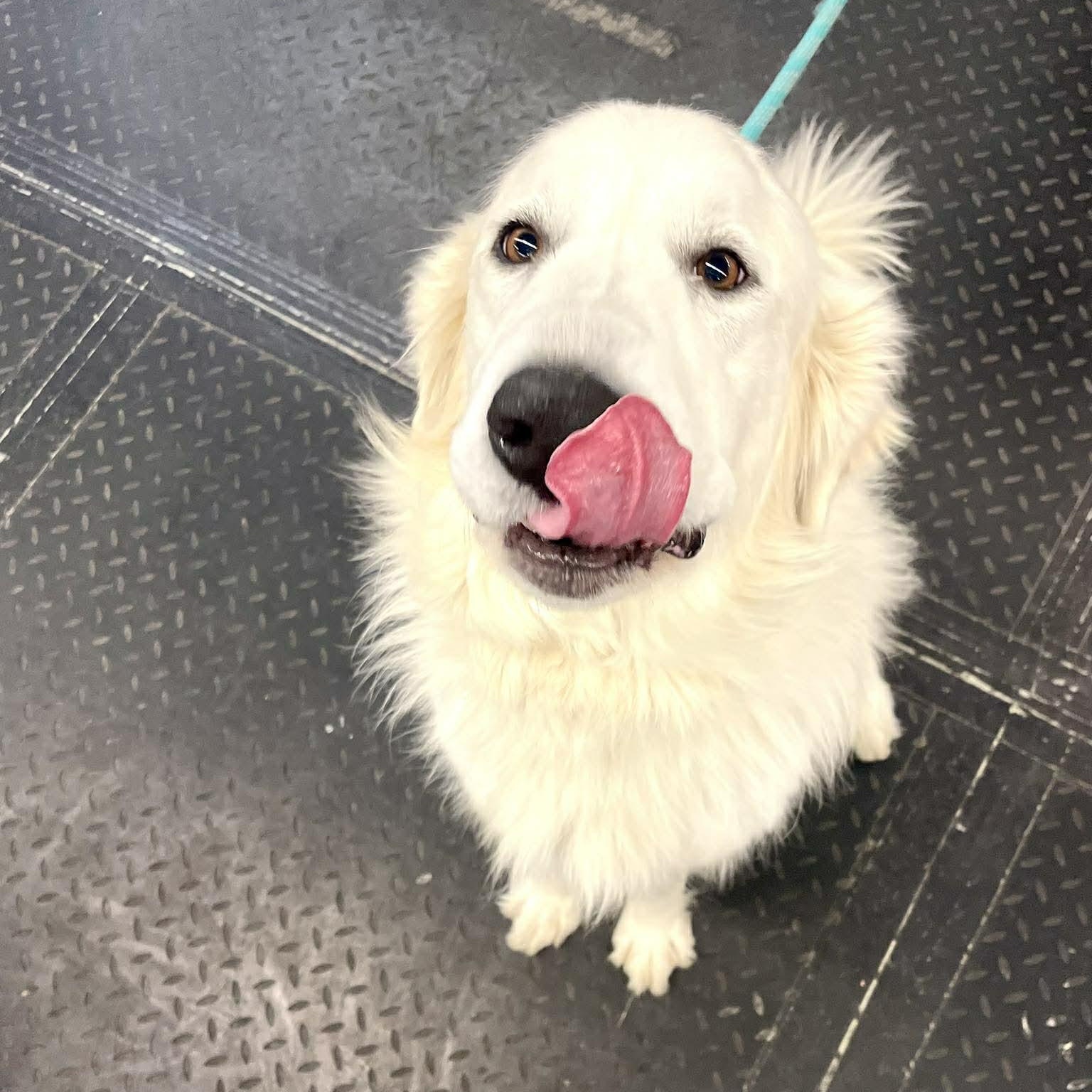 Blizzard , an adopted mixed breed in Plainfield, IL image 3/3