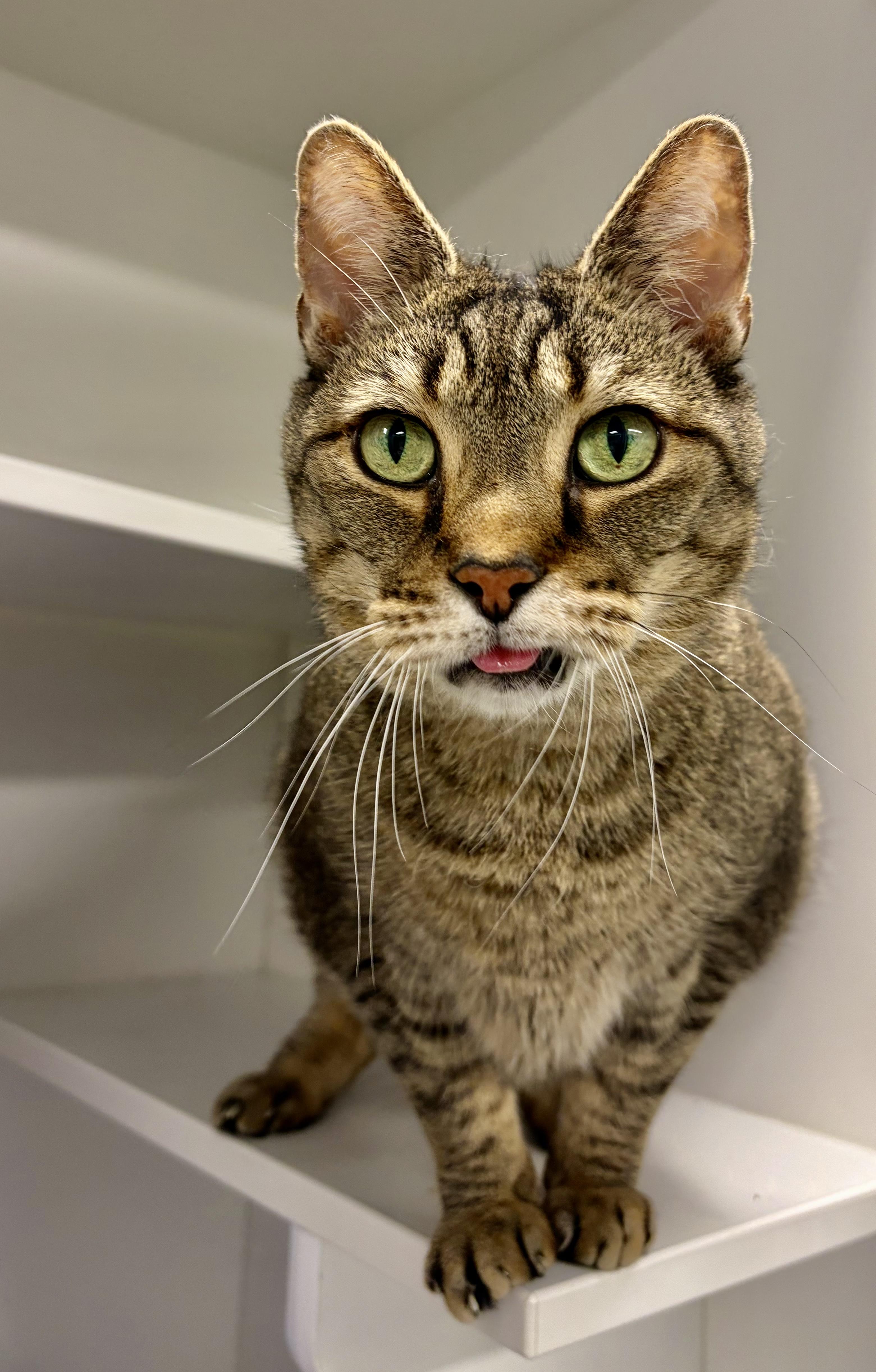 Bangy (Gahanna, OH), Adoptable, Adult Male Domestic Short Hair.