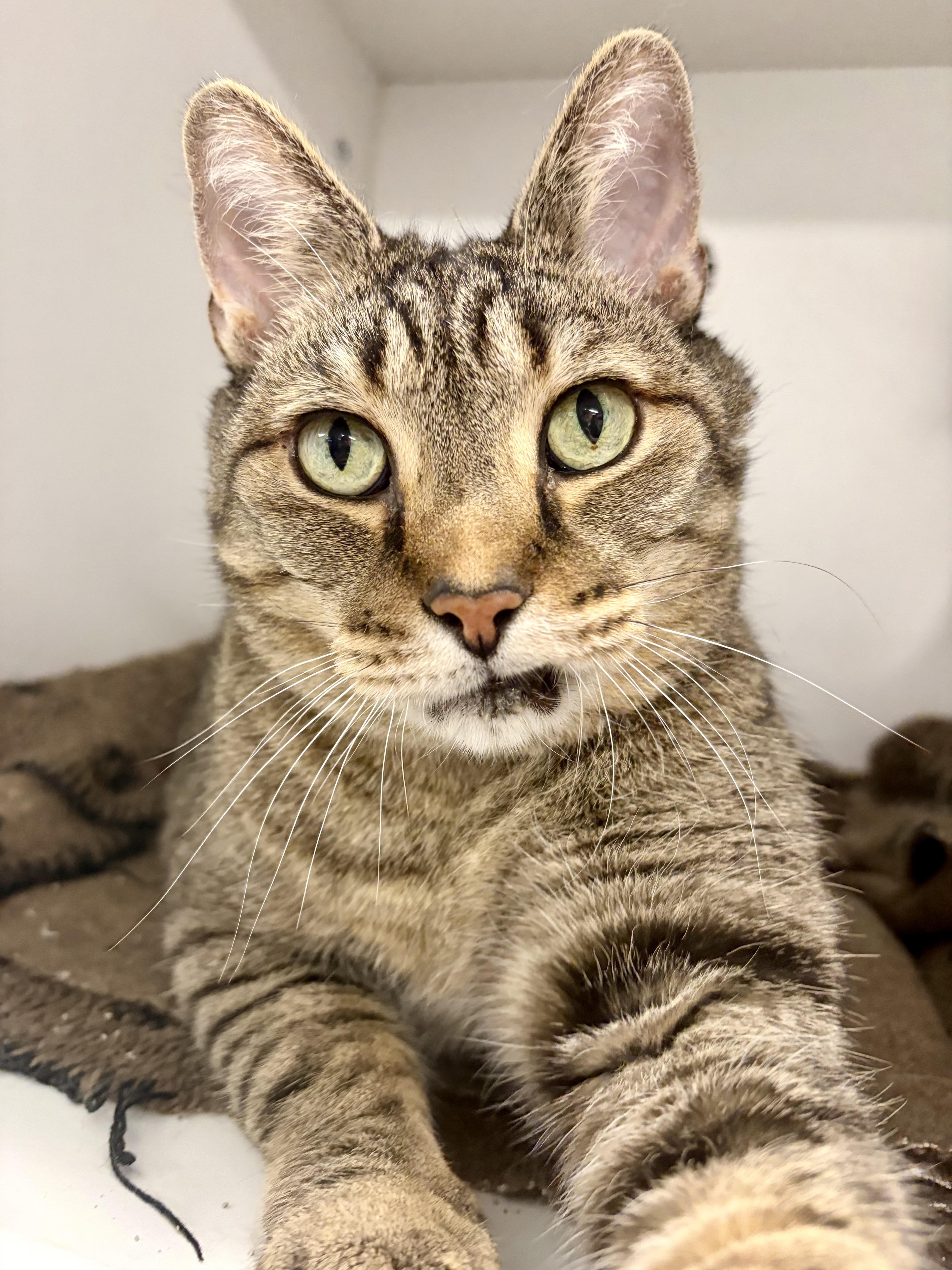Bangy (Gahanna, OH), a Adoptable Domestic Short Hair in Gahanna, OH image 2/2