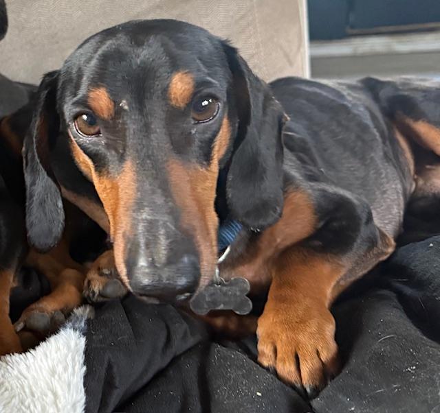 Brian  -   So Ca, Adoptable, Adult Male Dachshund.