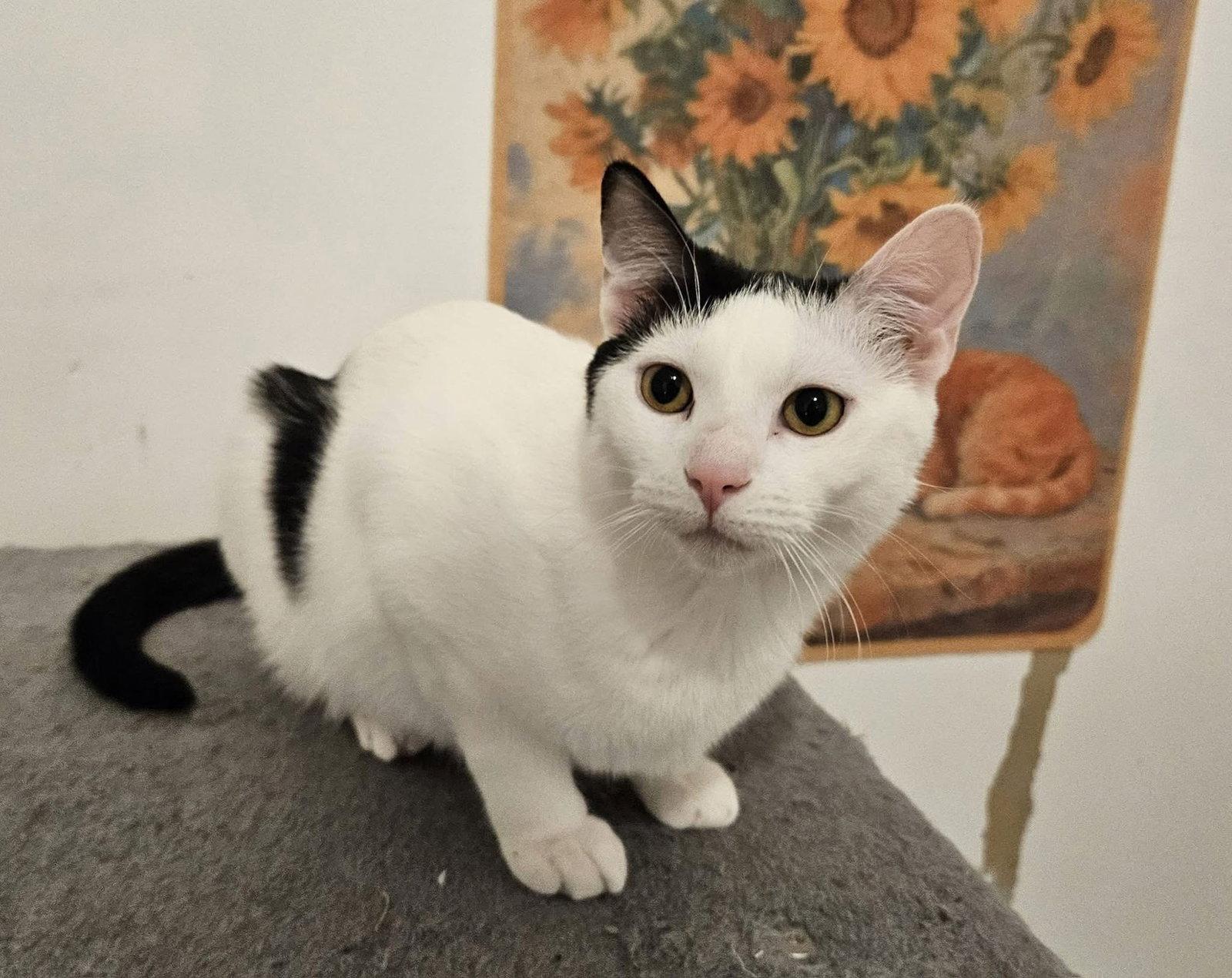 Sheba, a Adopted Domestic Short Hair in Penndel, PA image 1/3
