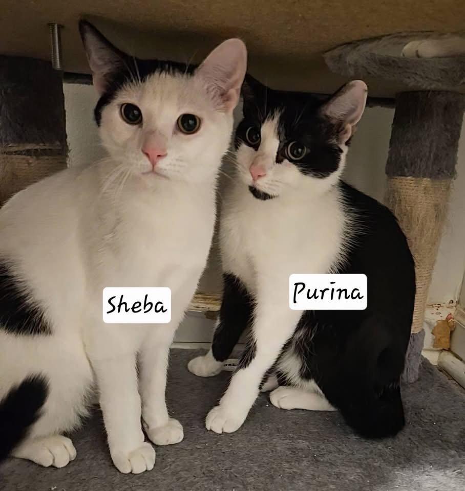Sheba, a Adopted Domestic Short Hair in Penndel, PA image 2/3