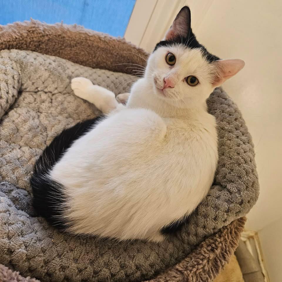 Sheba, a Adopted Domestic Short Hair in Penndel, PA image 3/3