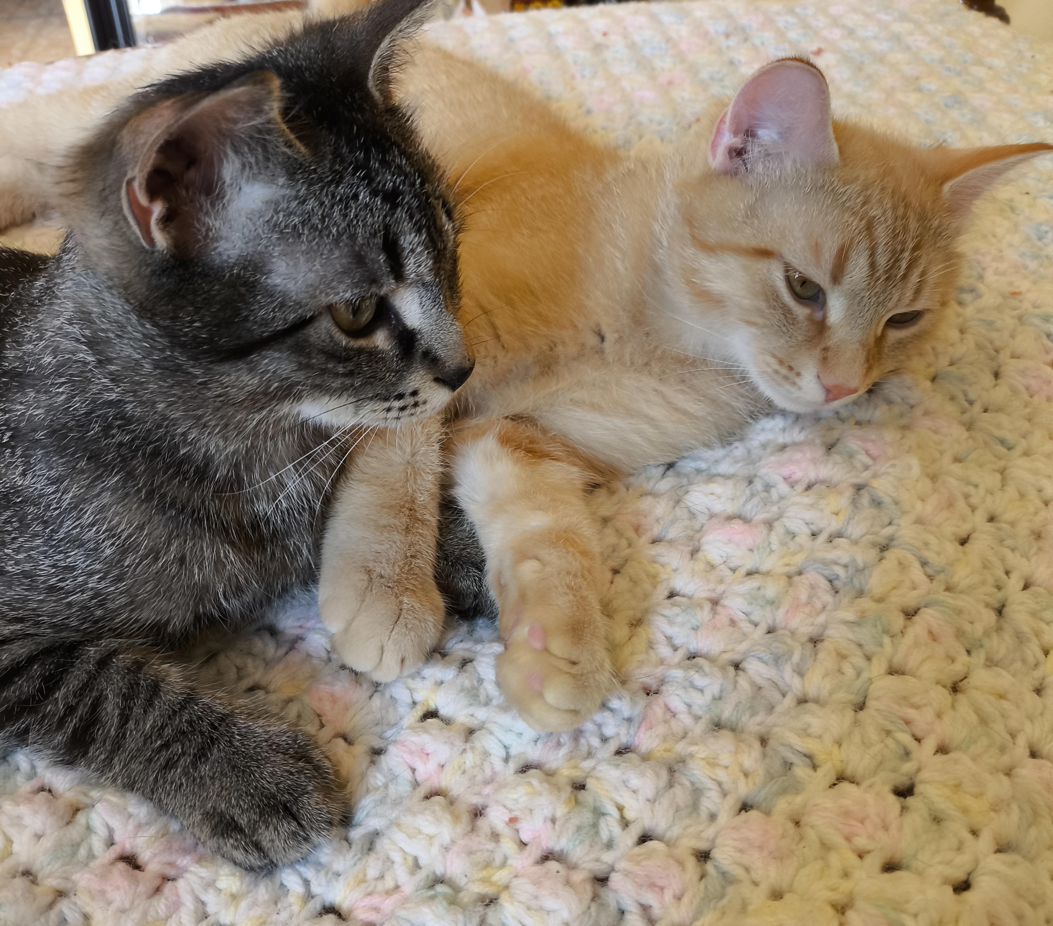 Wiley, a Adoptable mixed breed in Niagara on the Lake, ON image 3/5