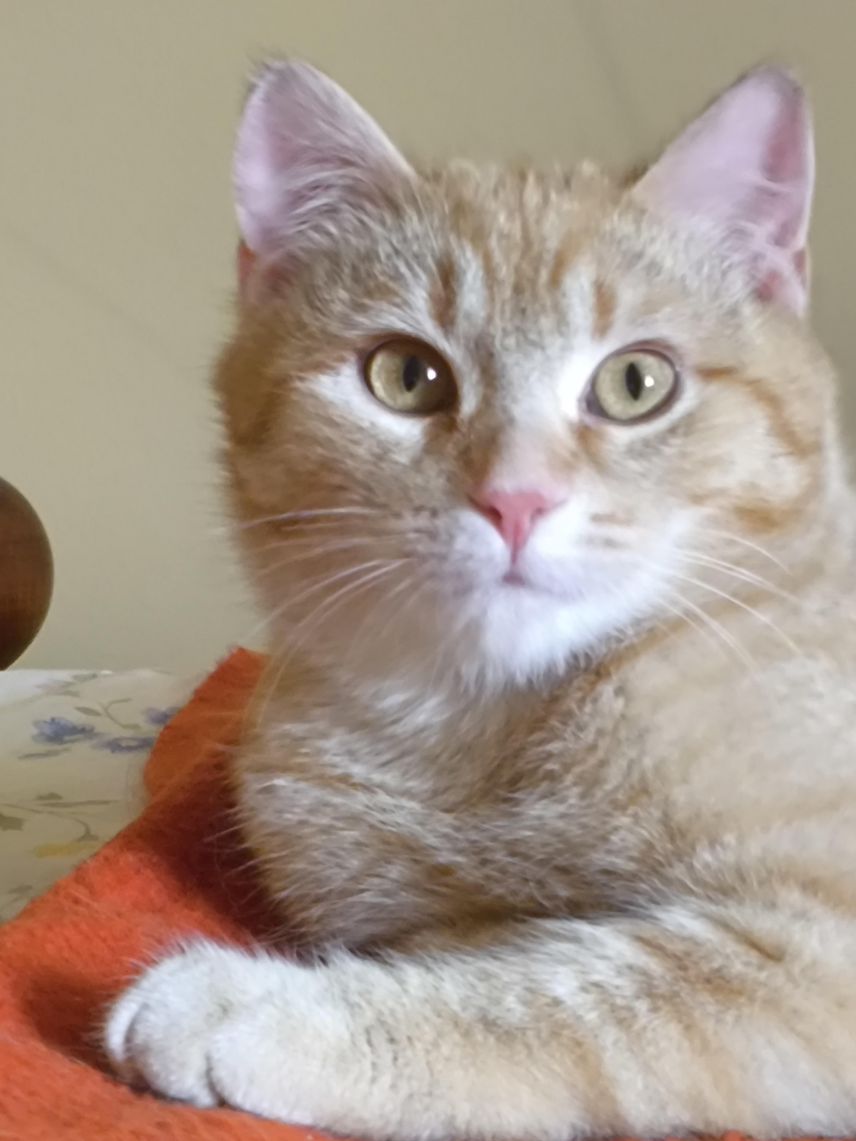 Wiley, a Adoptable mixed breed in Niagara on the Lake, ON image 1/5