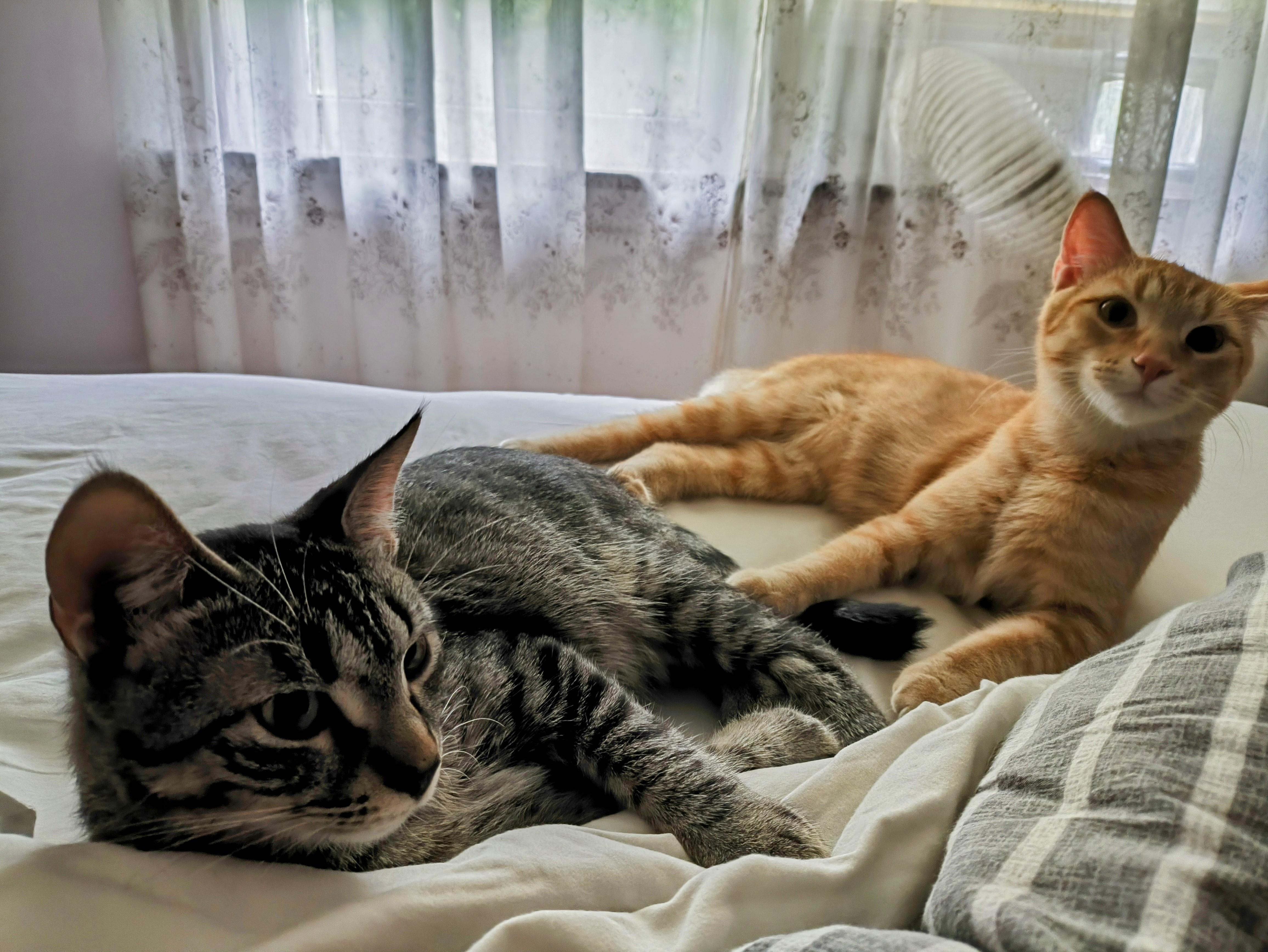 Wiley, a Adoptable mixed breed in Niagara on the Lake, ON image 2/5