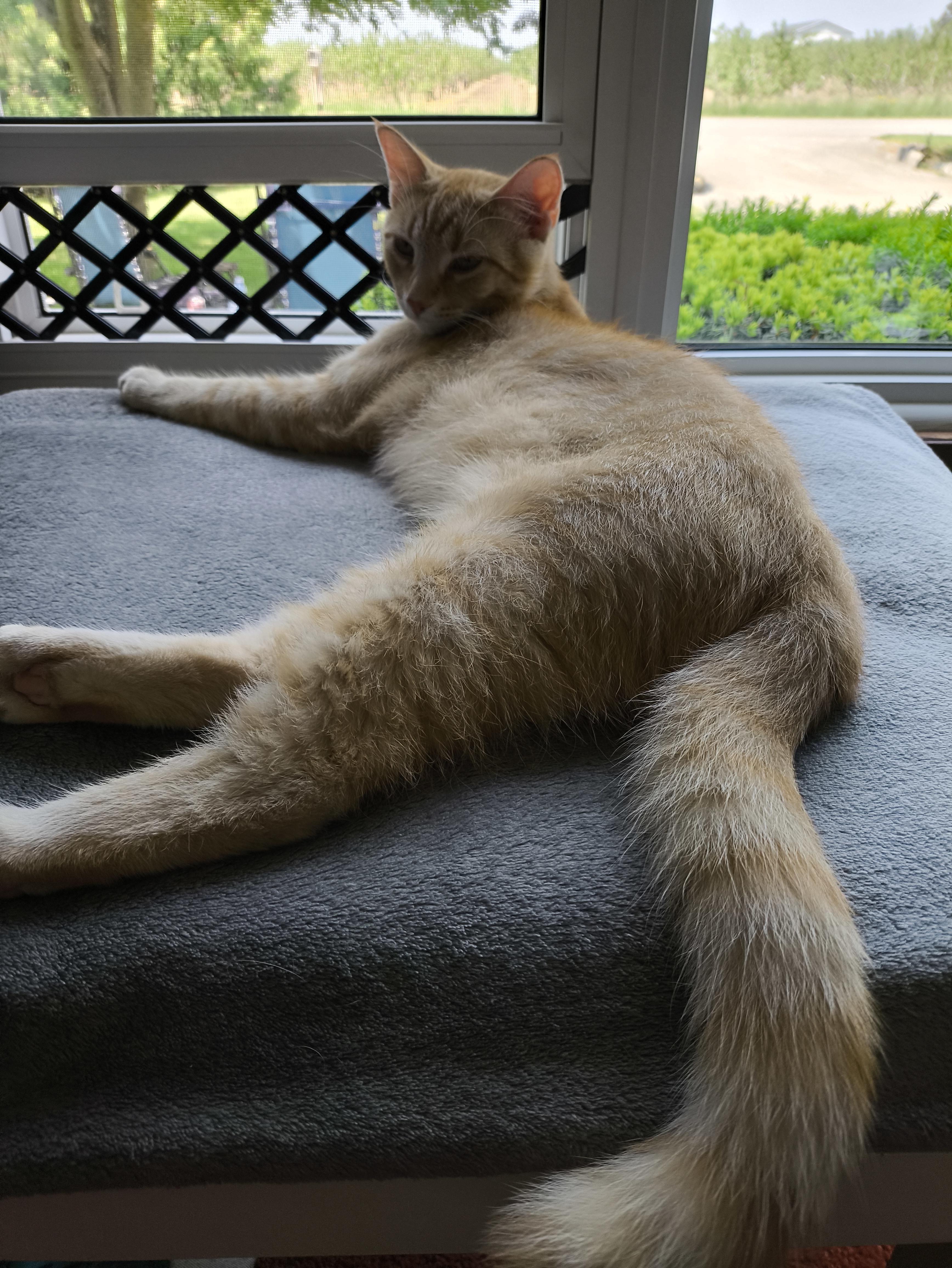 Wiley, a Adoptable mixed breed in Niagara on the Lake, ON image 5/5