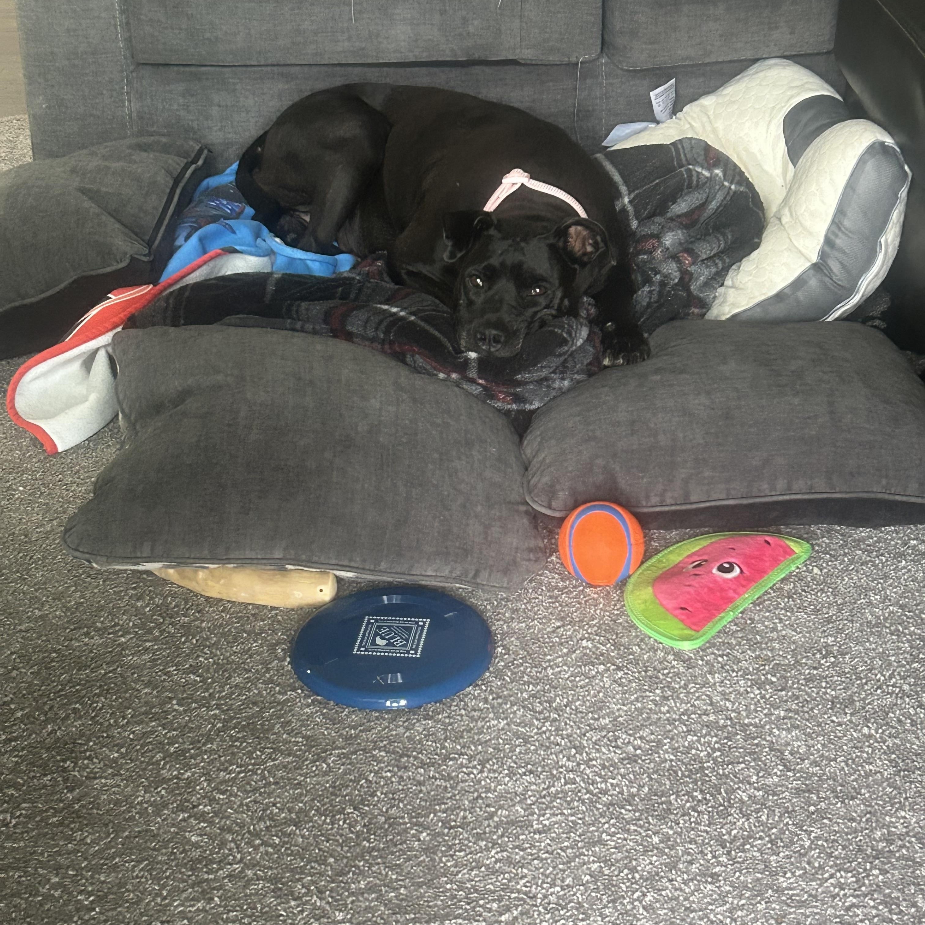 Vespa, a Adoptable mixed breed in tampa, FL image 2/4