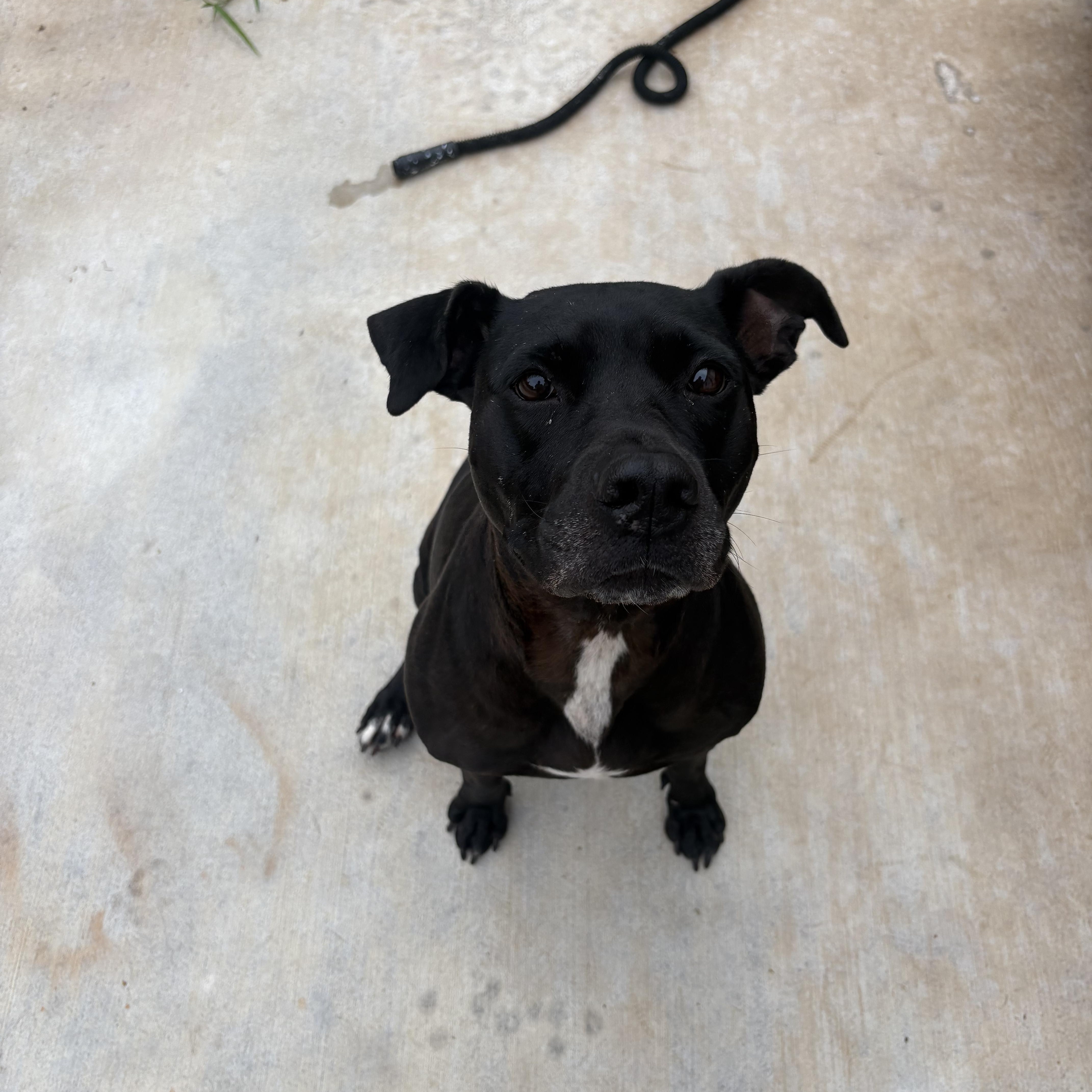 Vespa, a Adoptable mixed breed in tampa, FL image 1/4