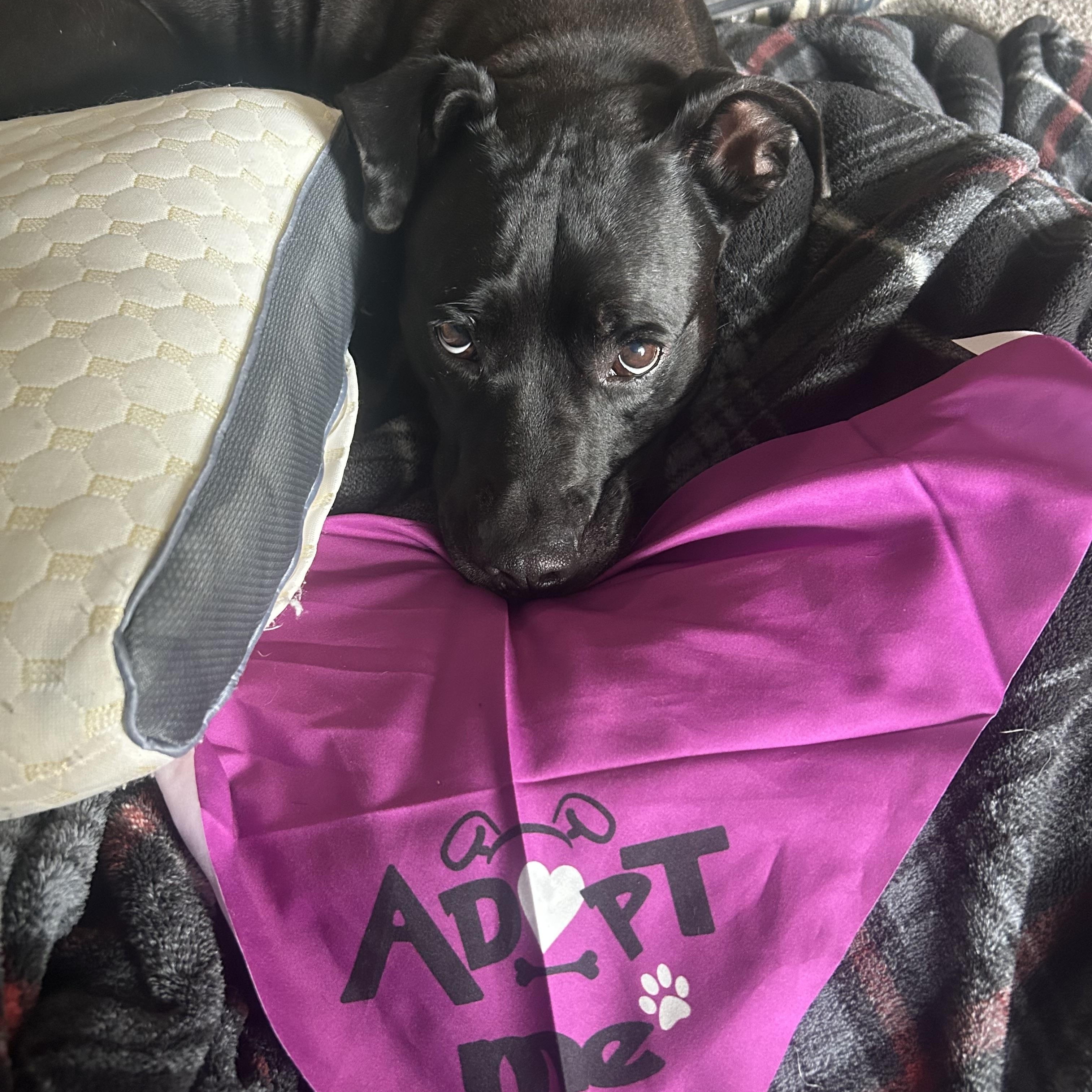 Vespa, a Adoptable mixed breed in tampa, FL image 3/4