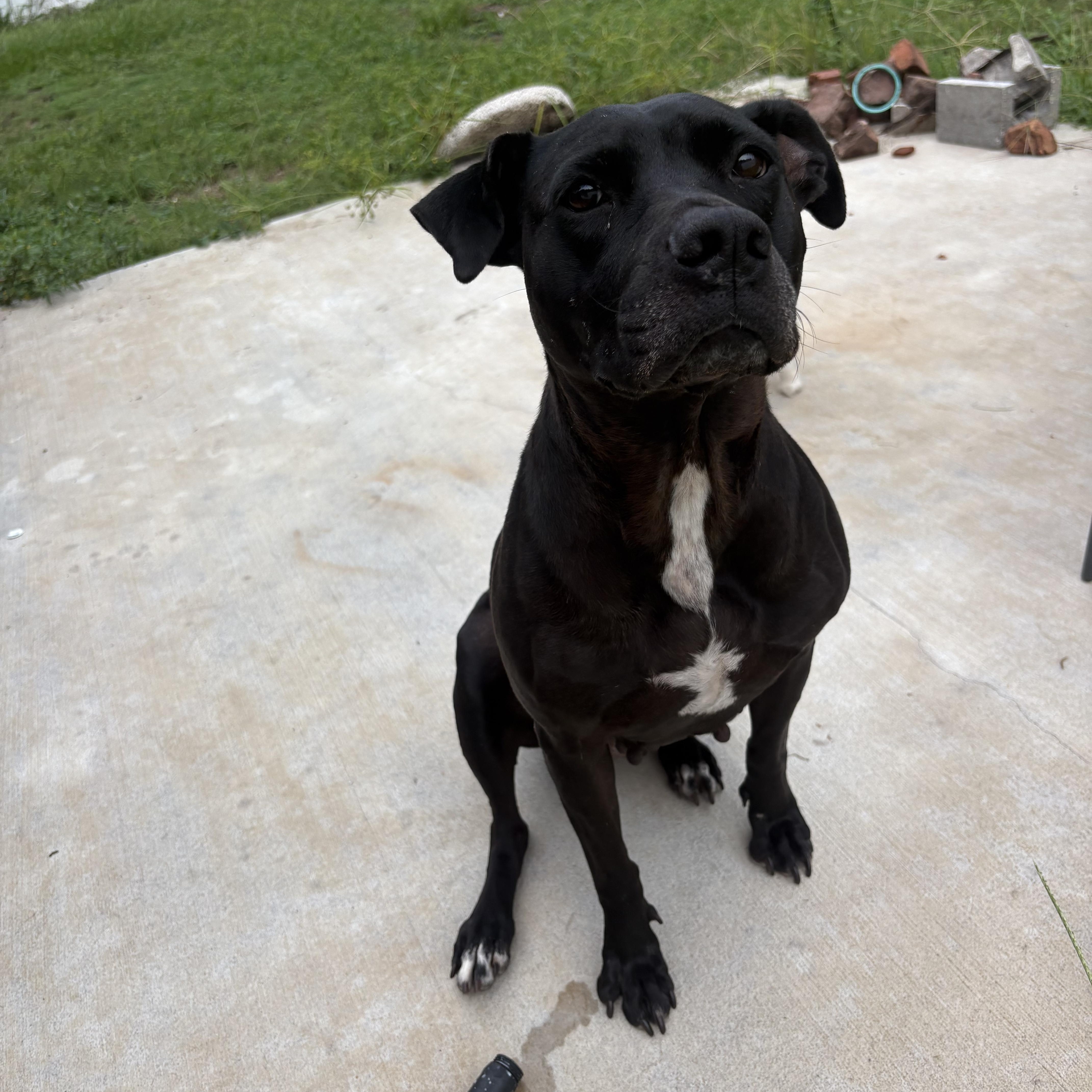 Vespa, a Adoptable mixed breed in tampa, FL image 4/4