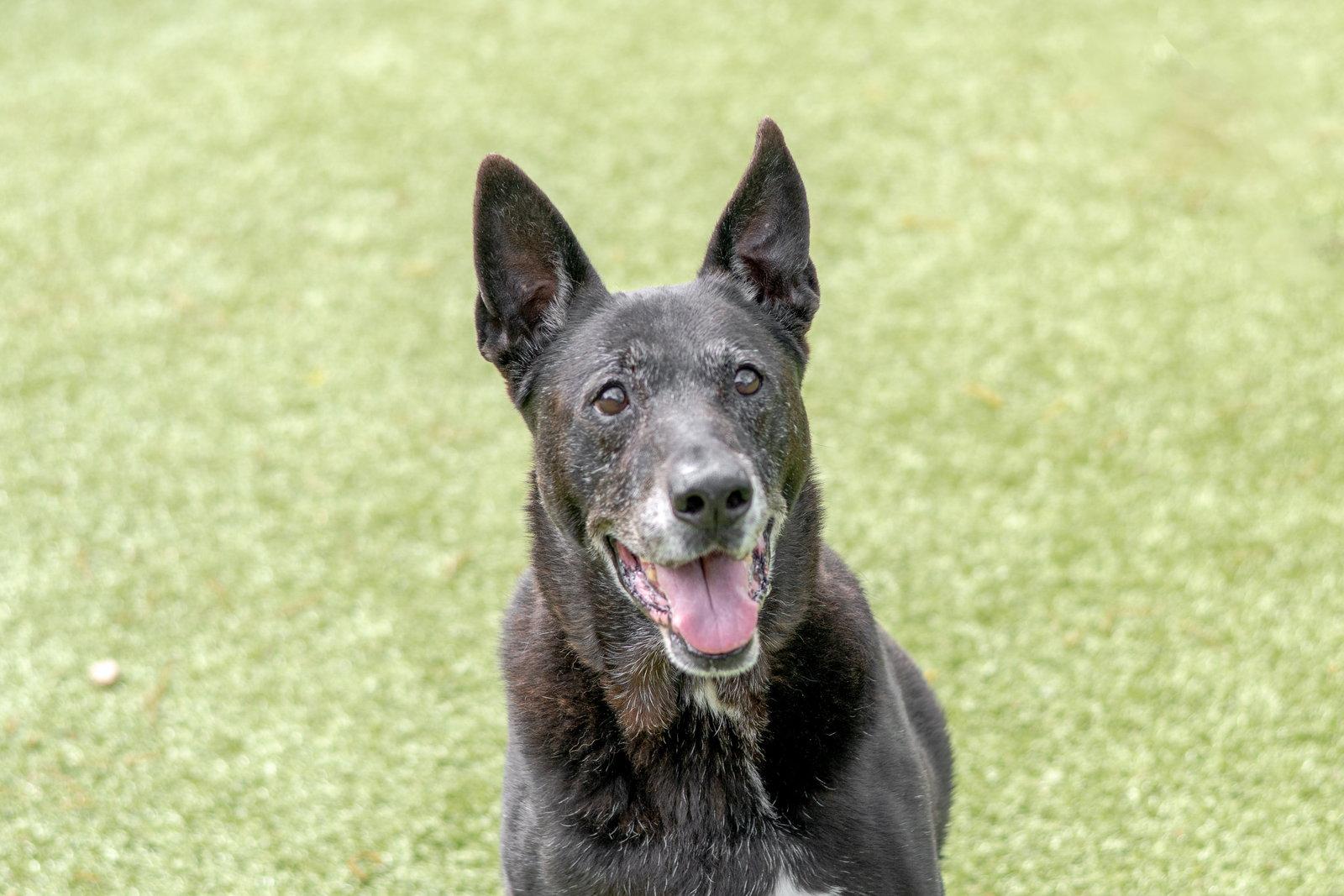 Cyrus, a Adoptable Labrador Retriever in Hilton Head Island, SC image 1/3