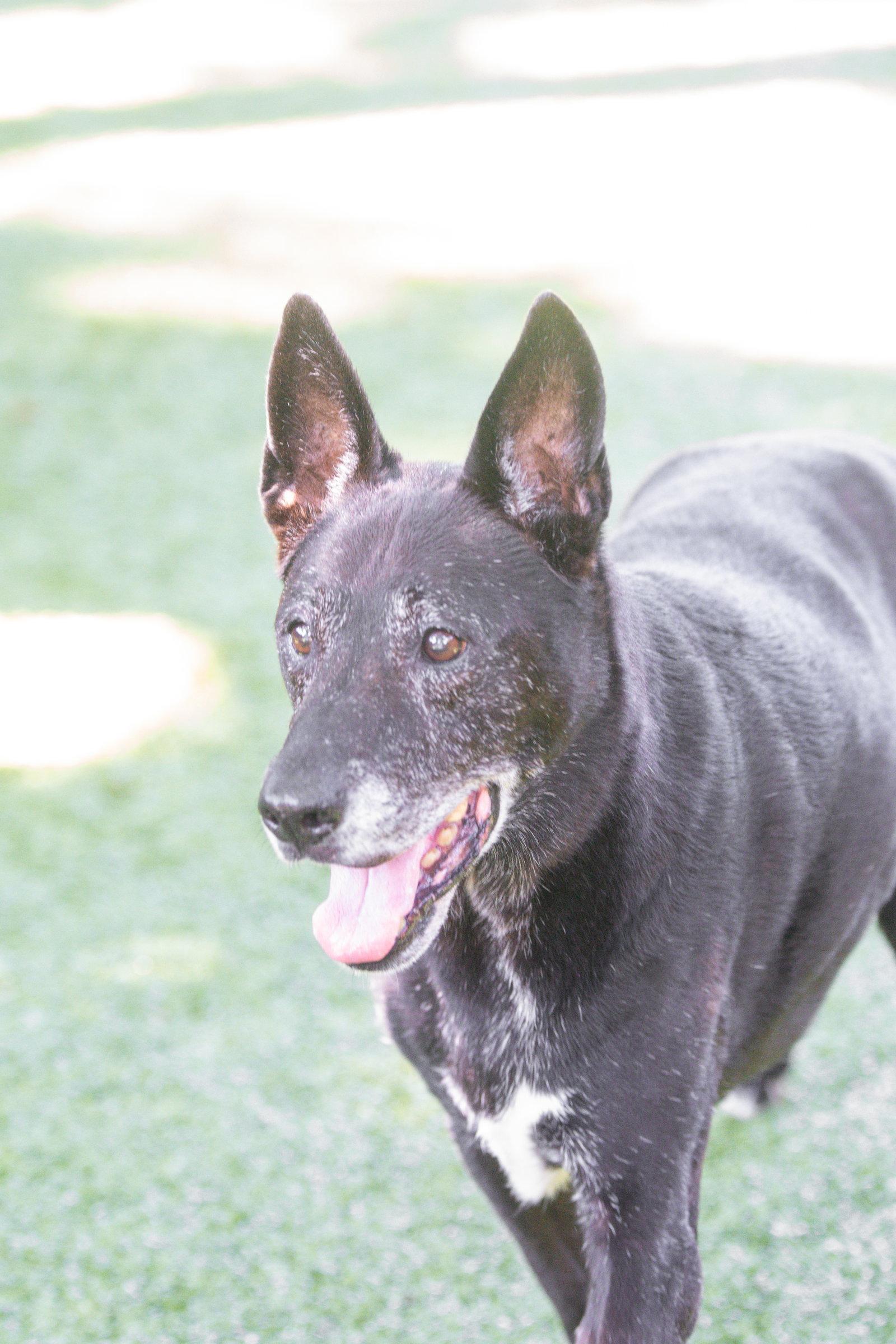 Cyrus, a Adoptable Labrador Retriever in Hilton Head Island, SC image 2/3