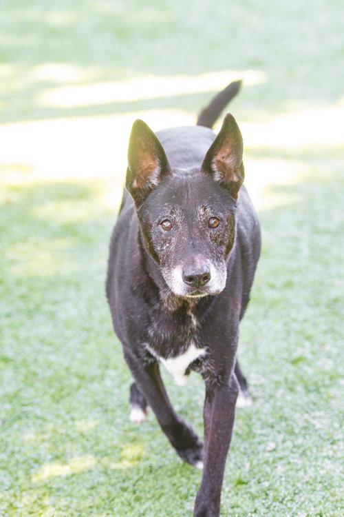 Cyrus, a Adoptable Labrador Retriever in Hilton Head Island, SC image 3/3