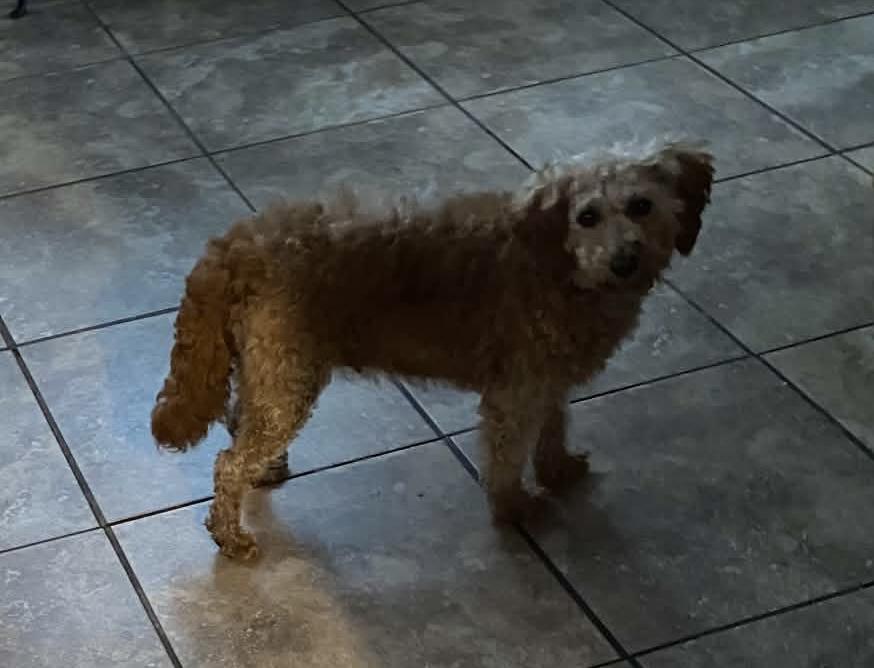 Enlarge Penny, a Adoptable mixed breed in Toledo, OH image 3/3