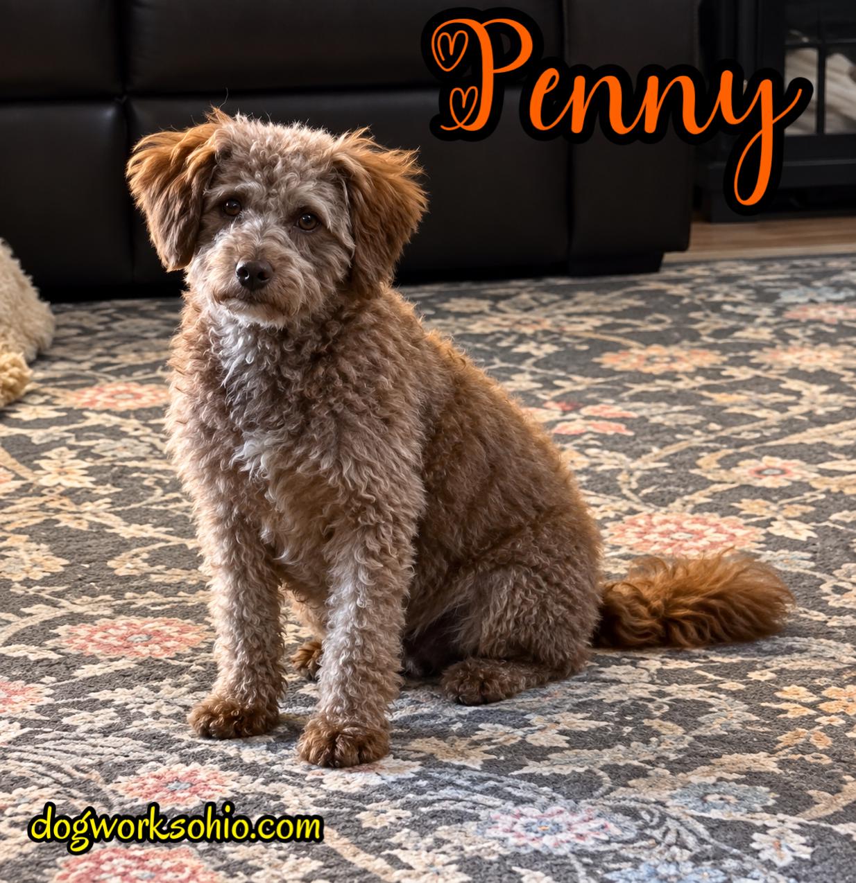 Penny, Adoptable, Adult Female Labradoodle.